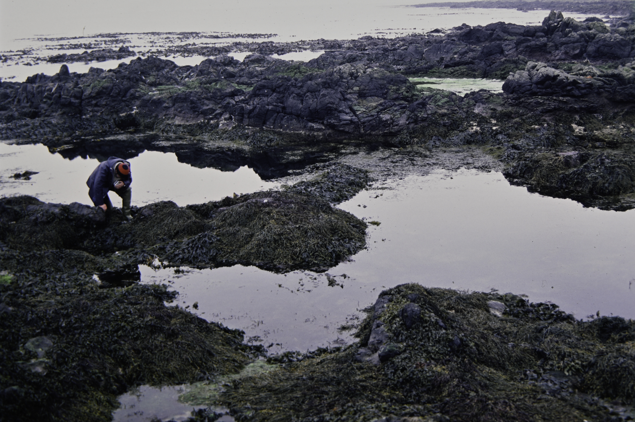 . Site: Doon Bay, Rathlin Island. 