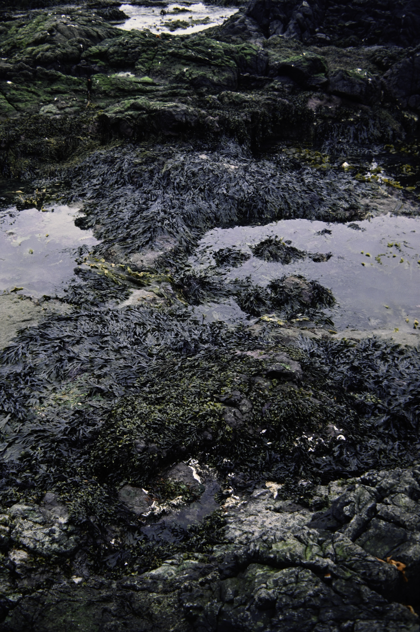 . Site: Doon Bay, Rathlin Island. 