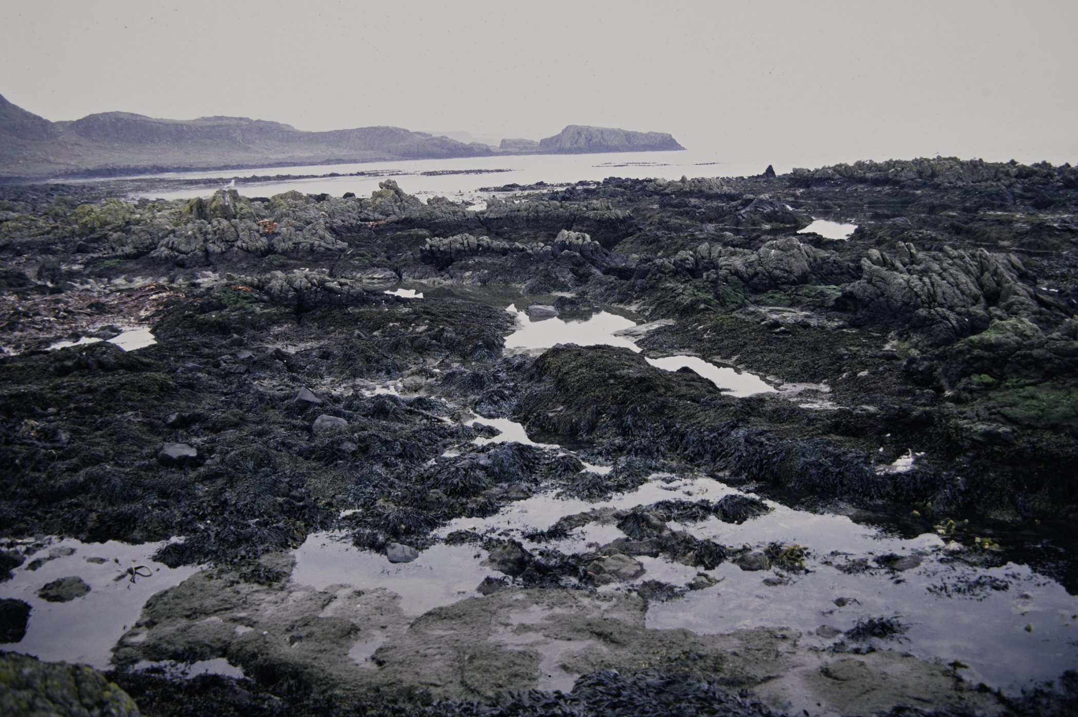 . Site: Doon Bay, Rathlin Island. 