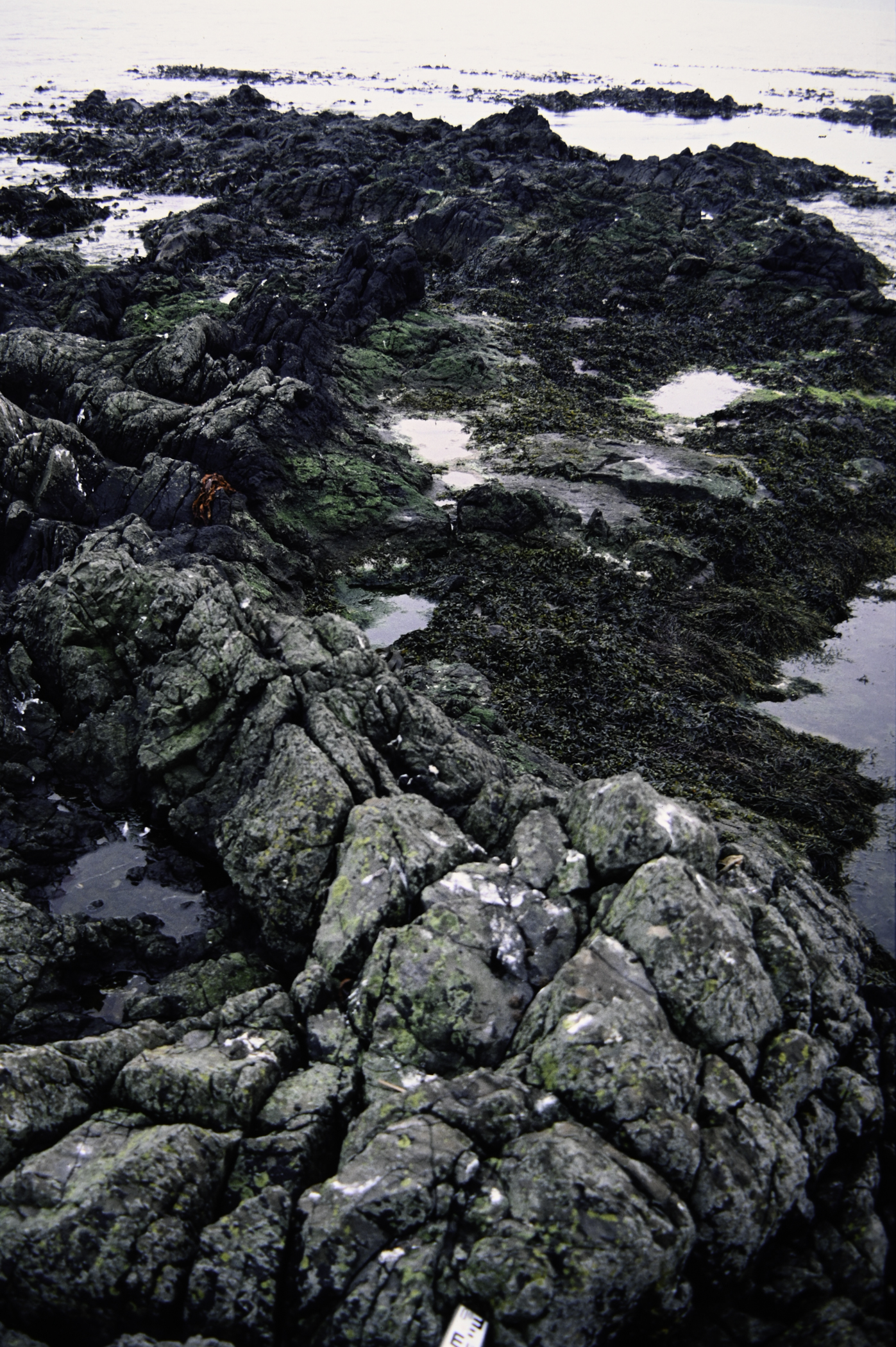 . Site: Doon Bay, Rathlin Island. 