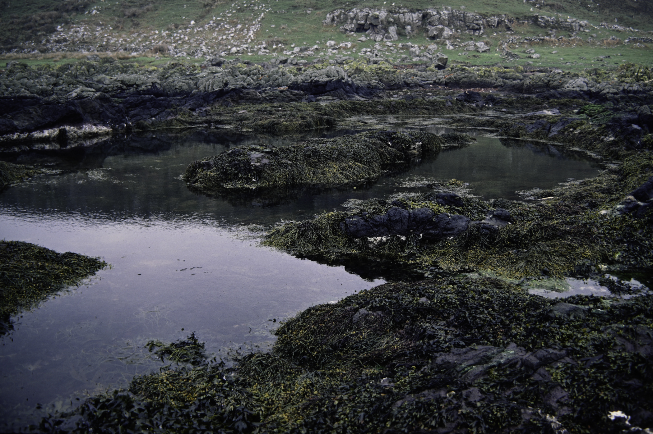 . Site: Doon Bay, Rathlin Island. 