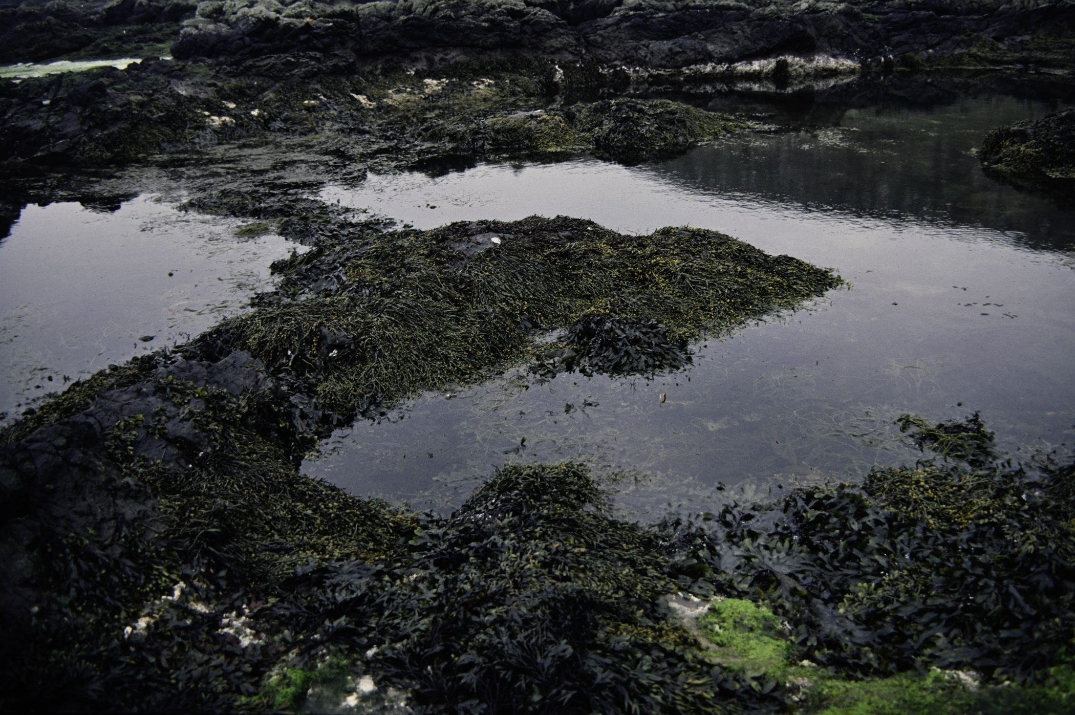 . Site: Doon Bay, Rathlin Island. 