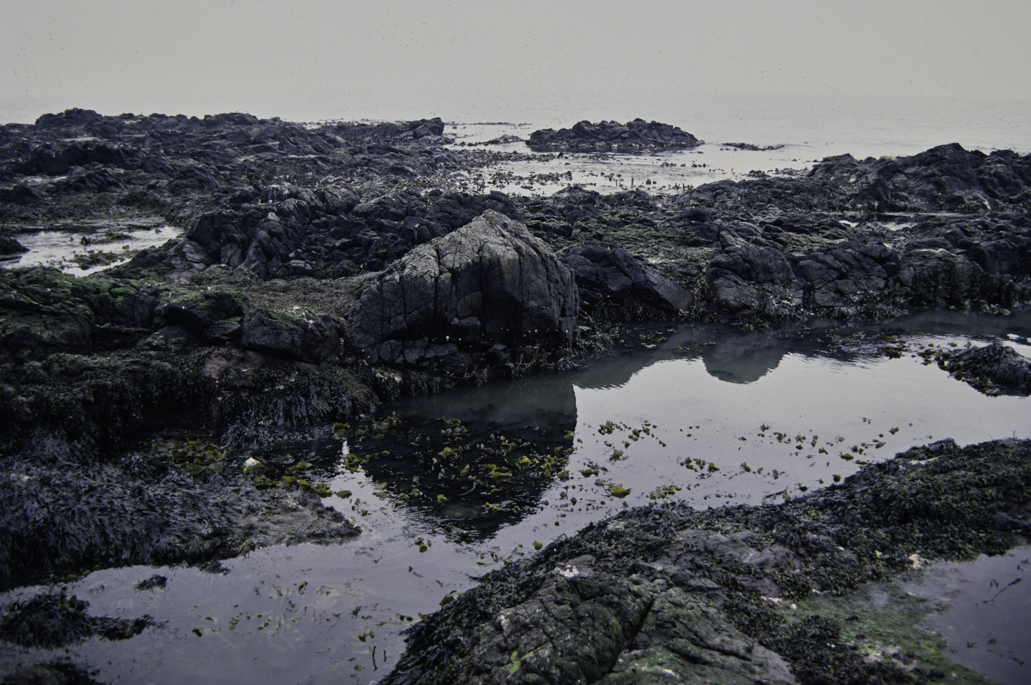 . Site: Doon Bay, Rathlin Island. 