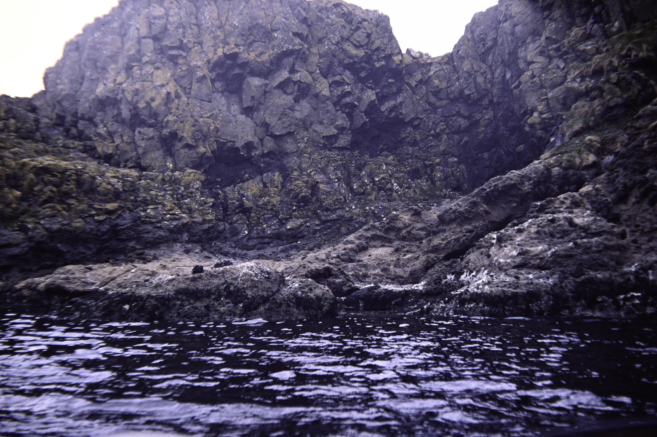 . Site: Carrick-a-rede, North Coast. 