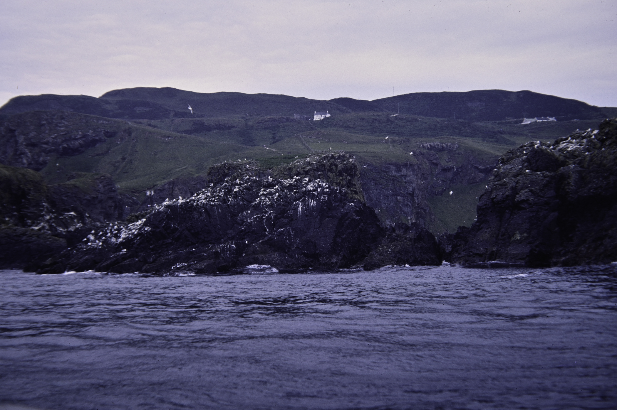 . Site: Carrick-a-rede, North Coast. 