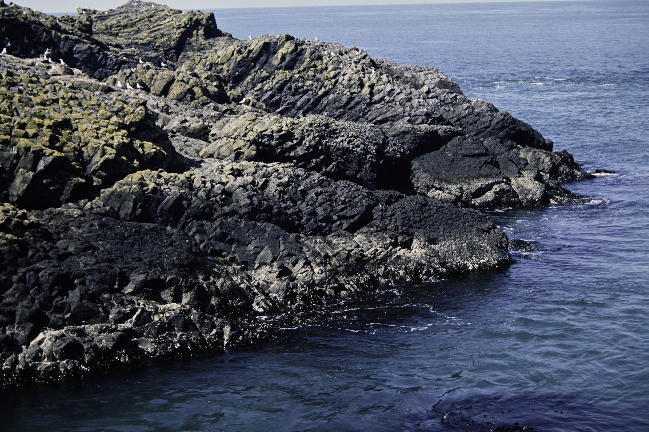 . Site: Carrick-a-rede, North Coast. 