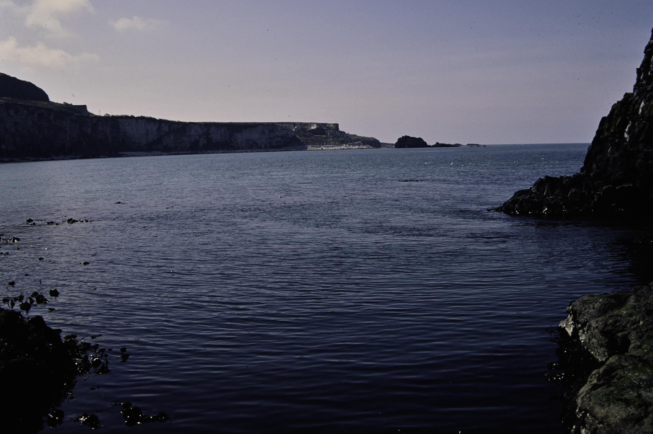 . Site: Carrick-a-rede, North Coast. 