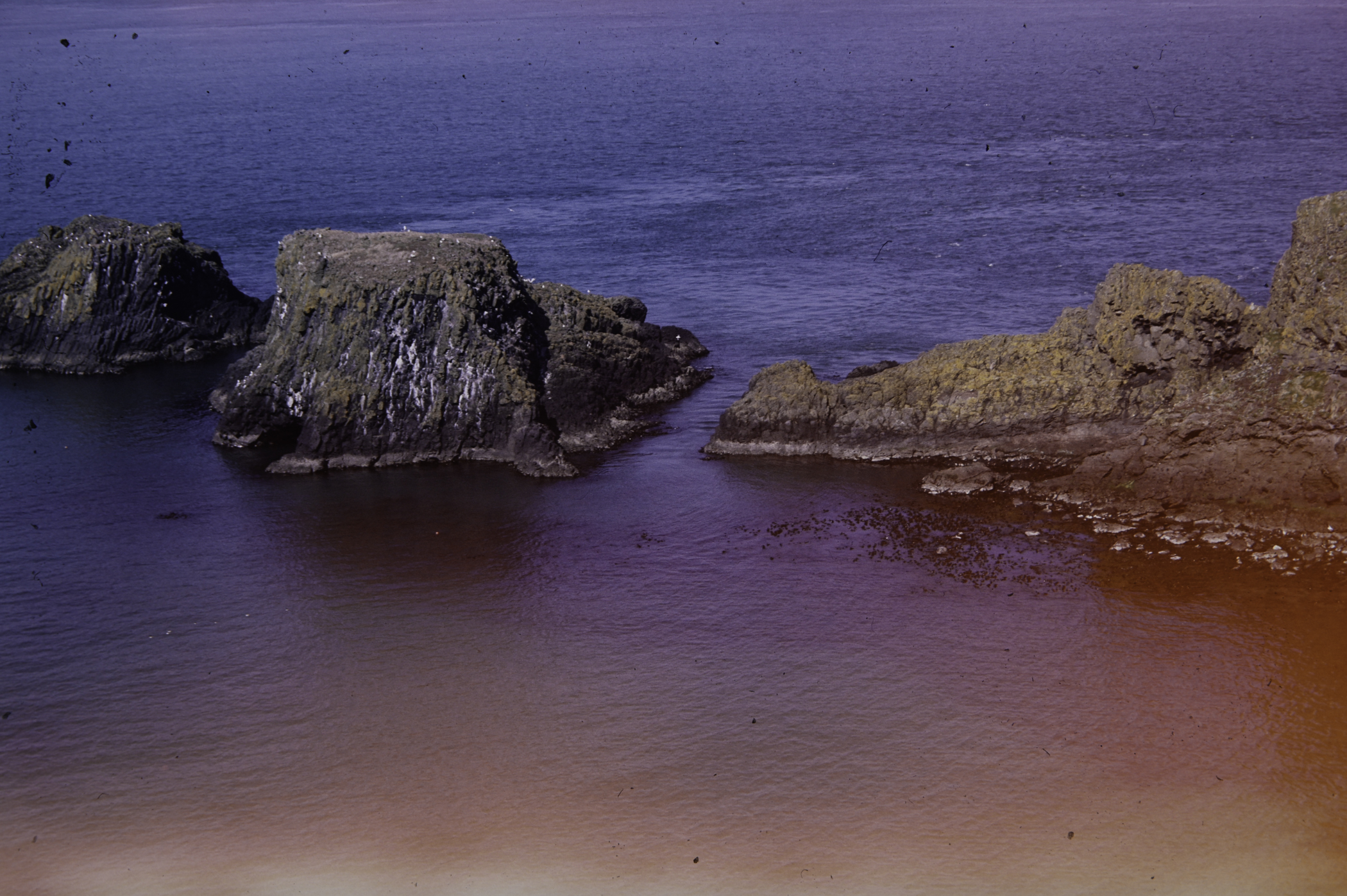 . Site: Carrick-a-rede, North Coast. 