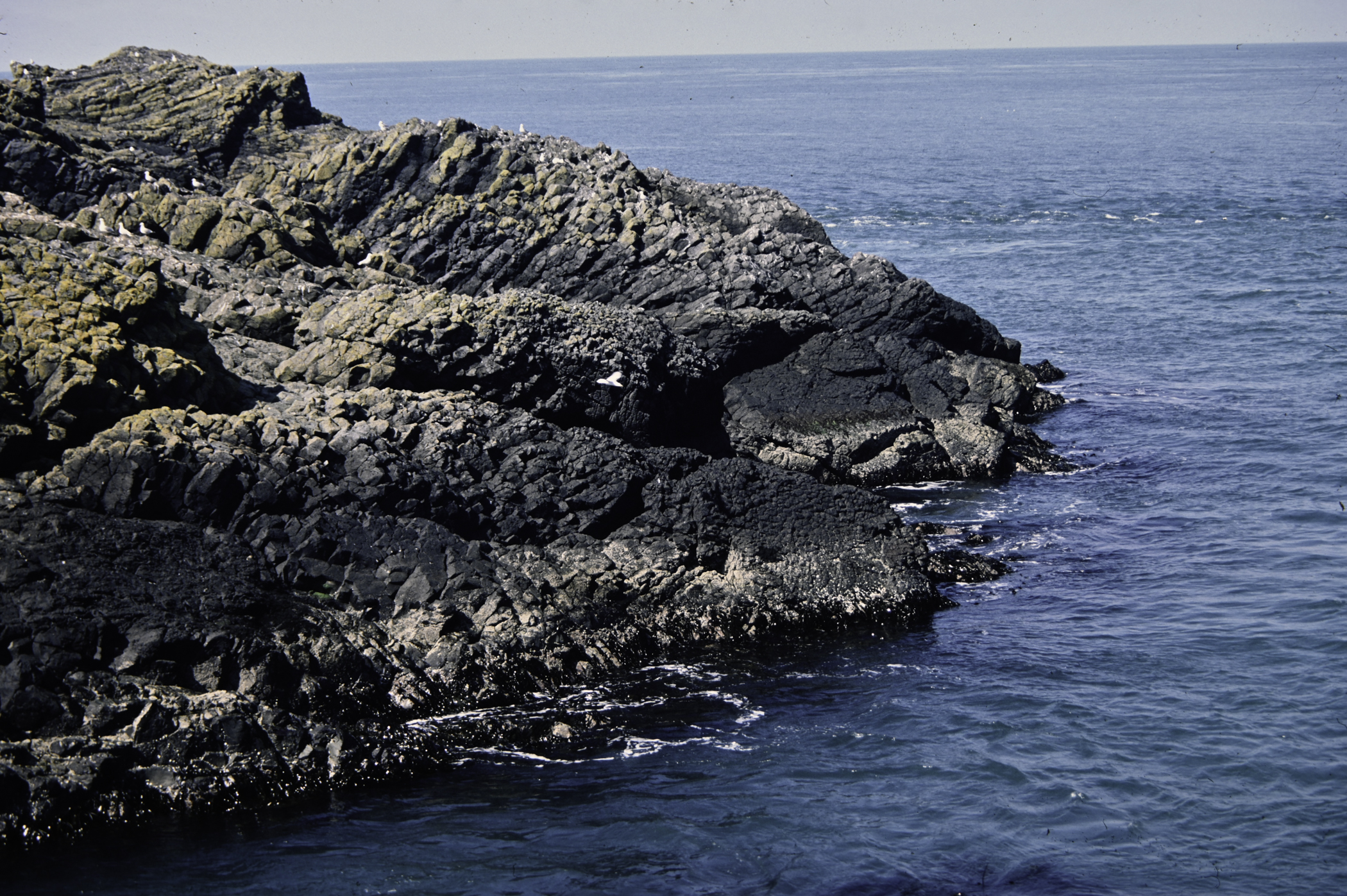 . Site: Carrick-a-rede, North Coast. 