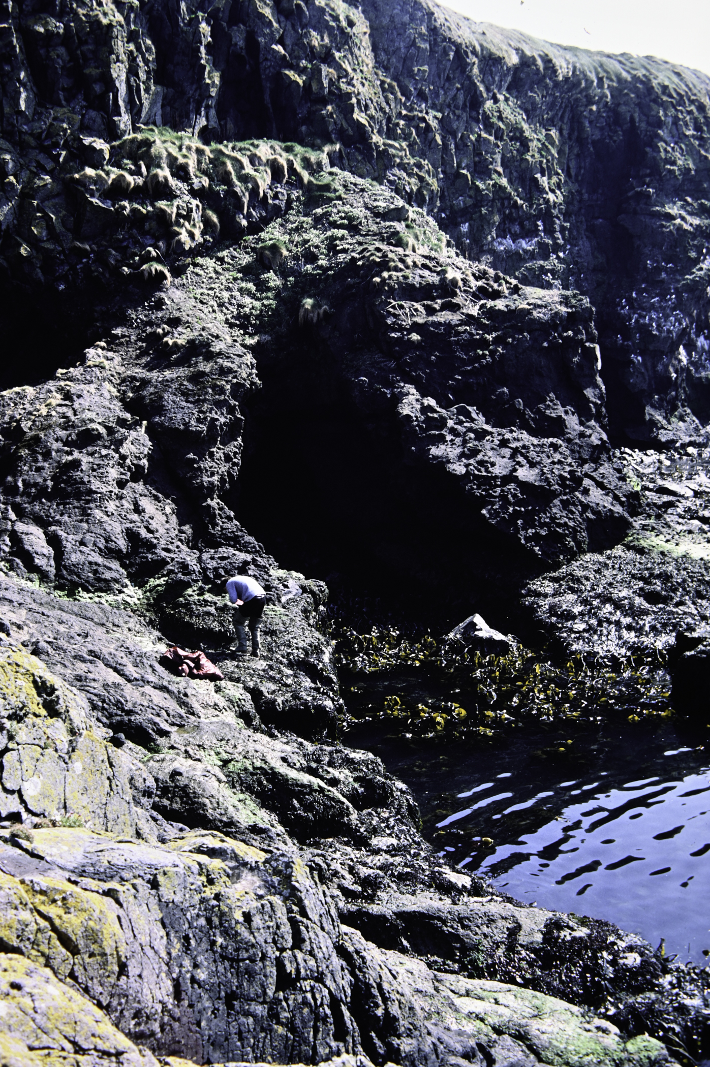 . Site: Carrick-a-rede, North Coast. 