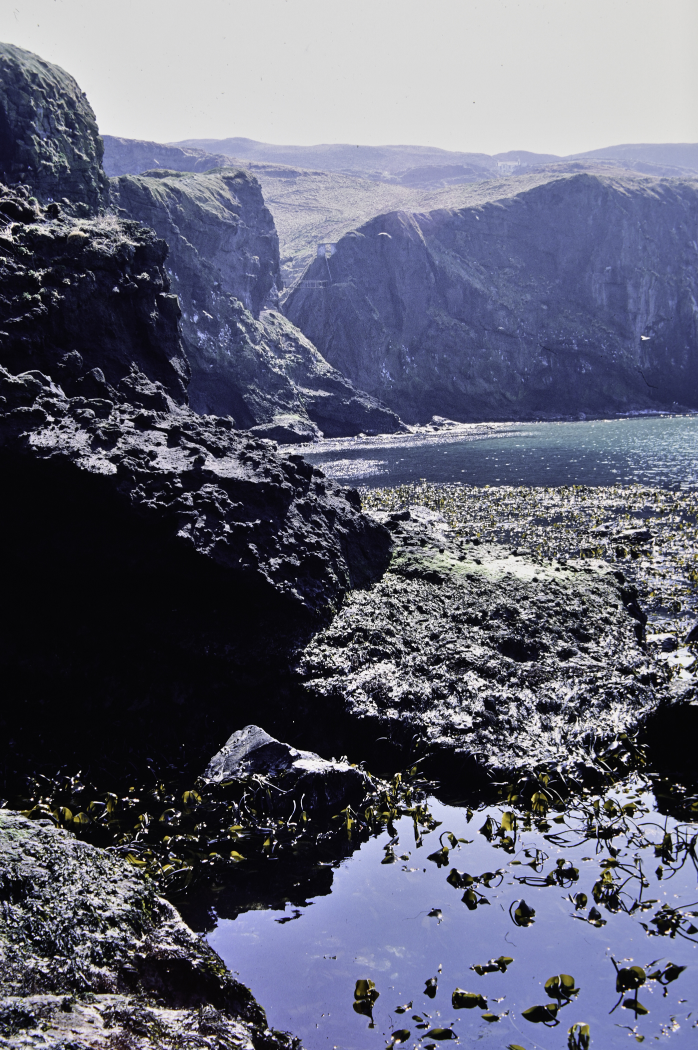 . Site: Carrick-a-rede, North Coast. 