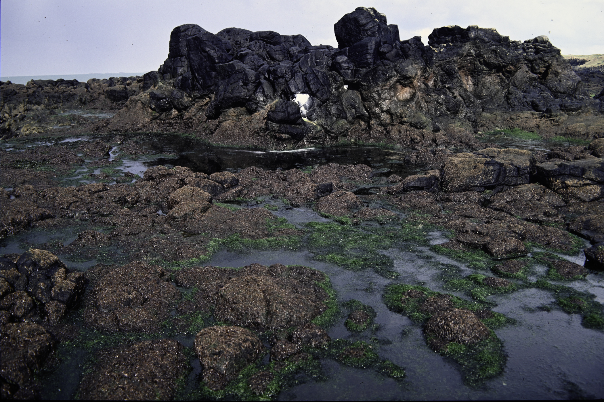 . Site: Rinagree Point, North Coast. 