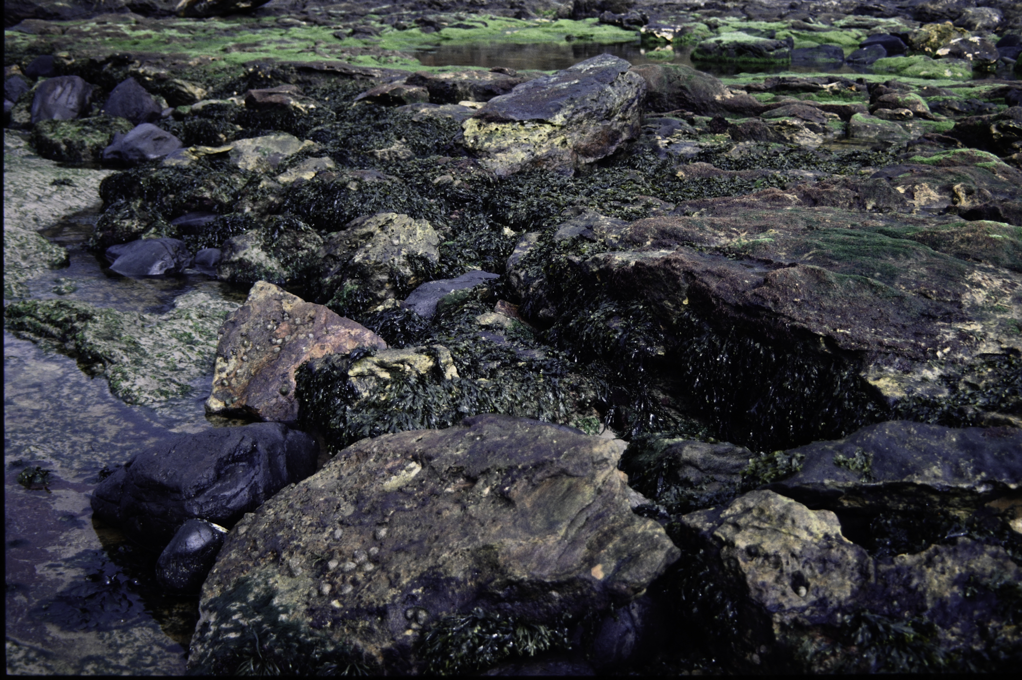 . Site: Carrick More, North Coast. 