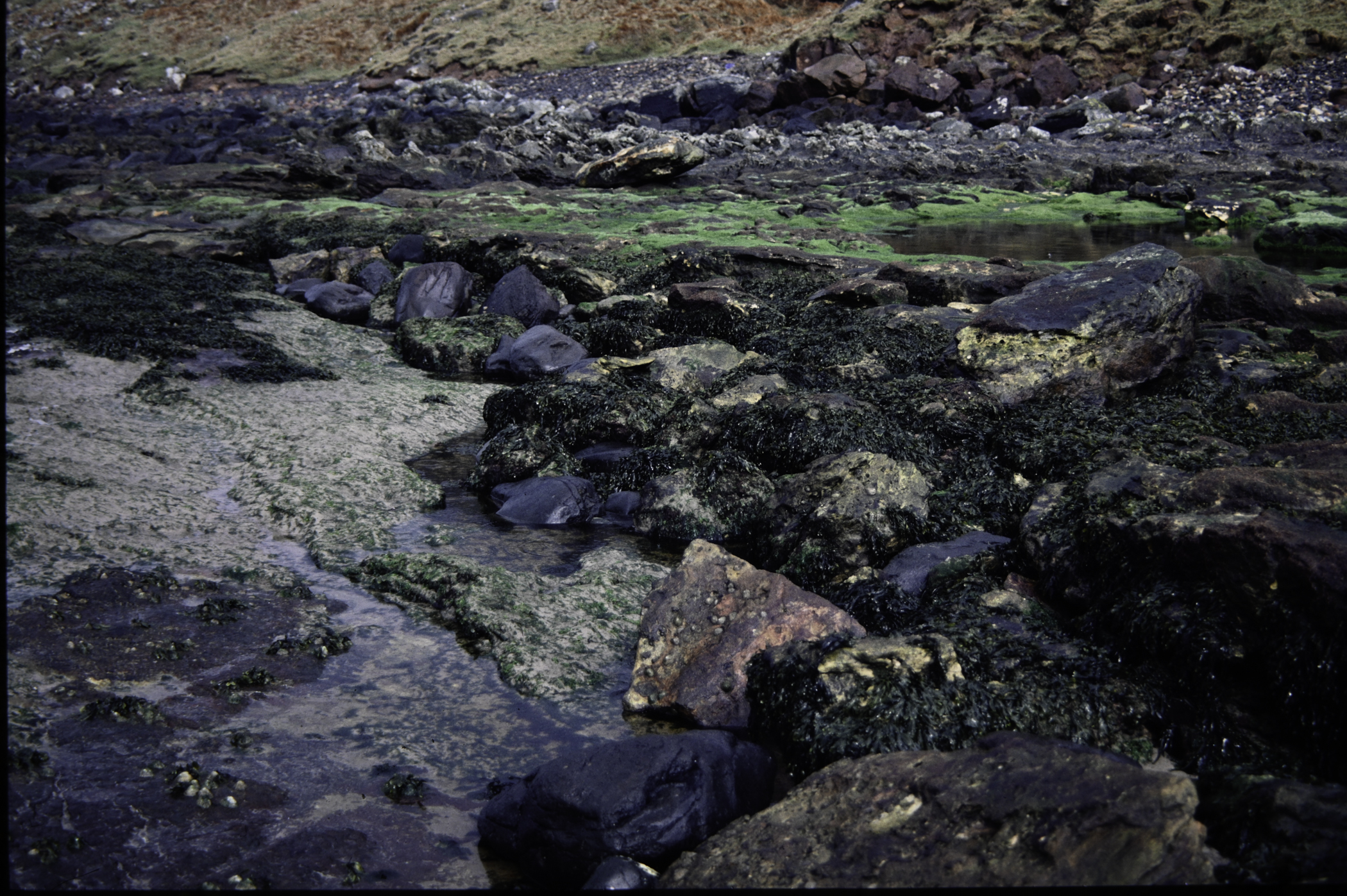 . Site: Carrick More, North Coast. 