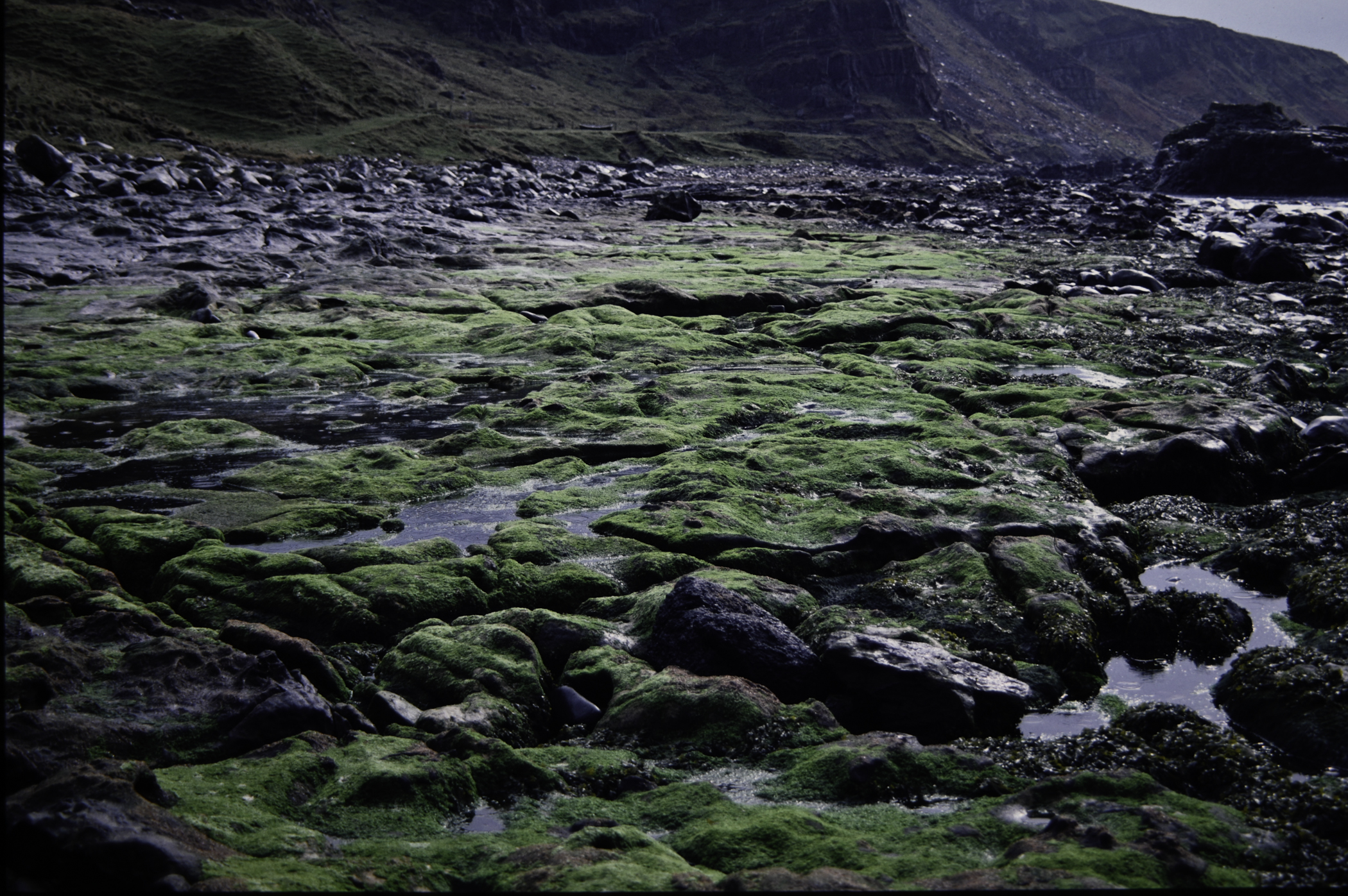 . Site: Carrick More, North Coast. 