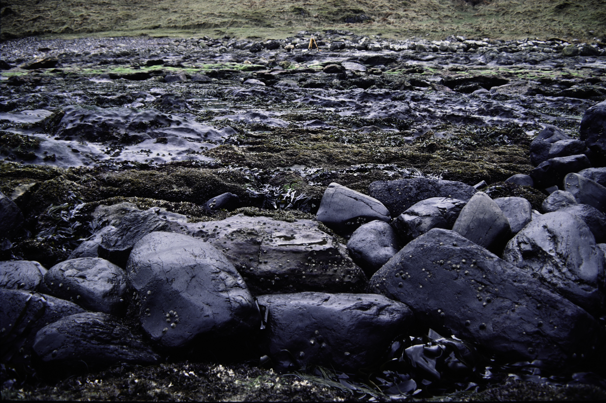 . Site: Carrick More, North Coast. 