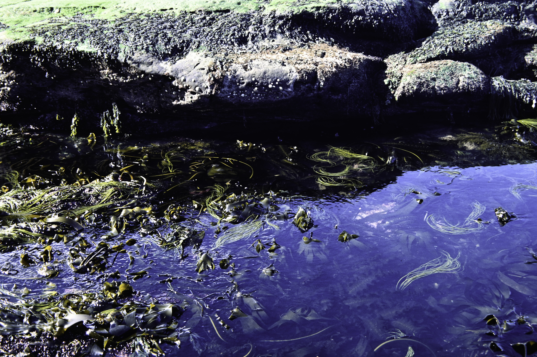 . Site: Murlough Bay, NE Coast. 