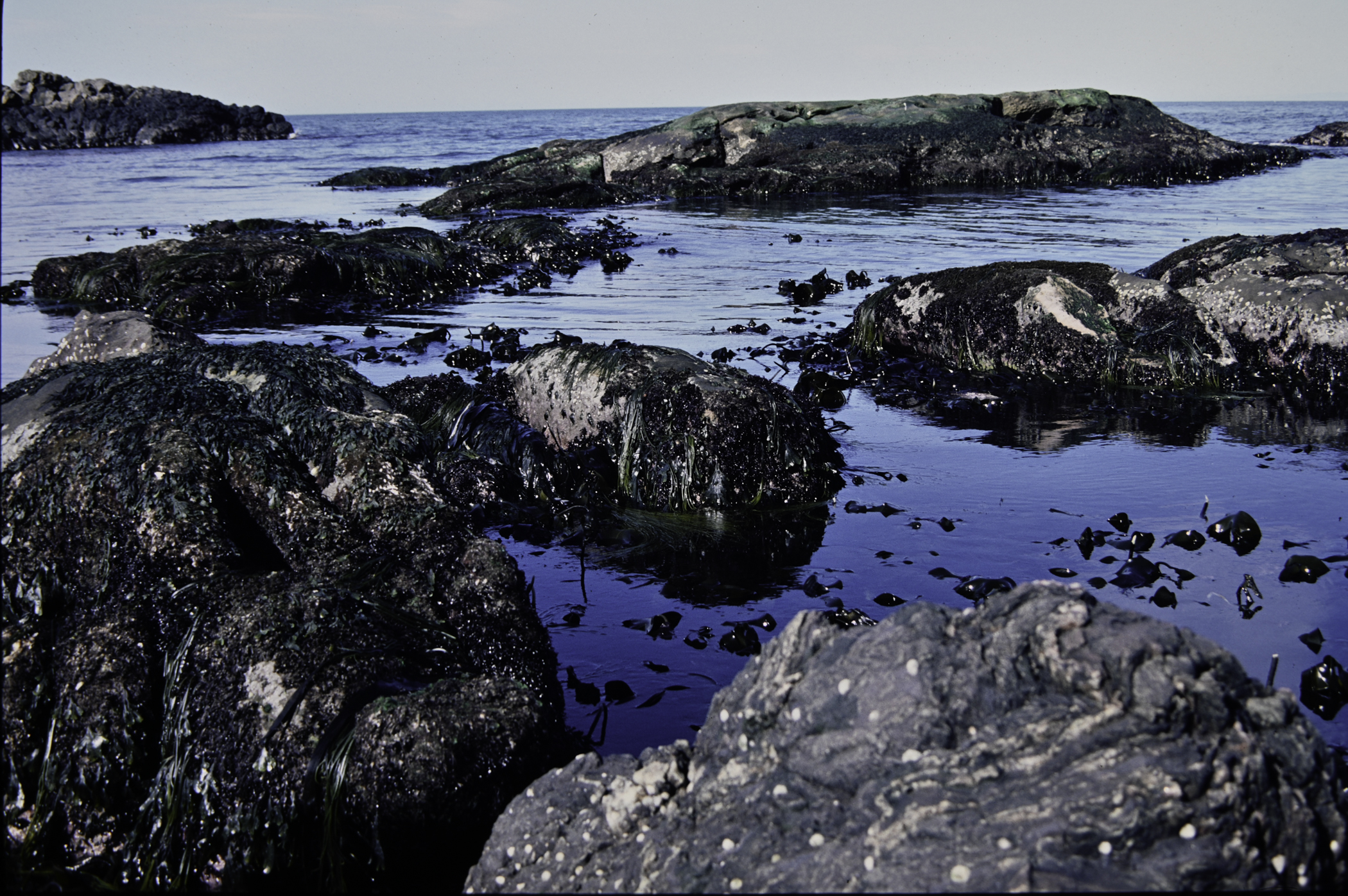 . Site: Murlough Bay, NE Coast. 