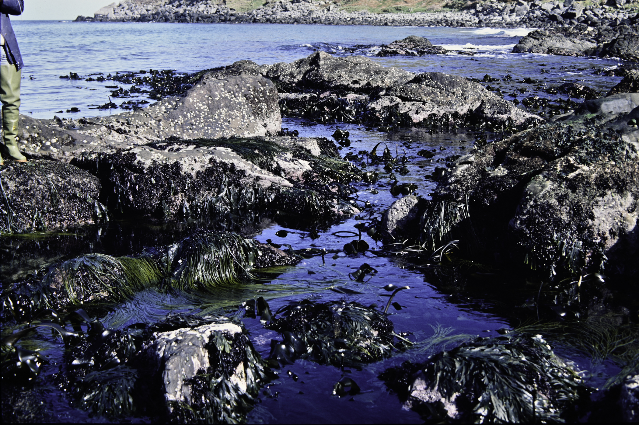 . Site: Murlough Bay, NE Coast. 