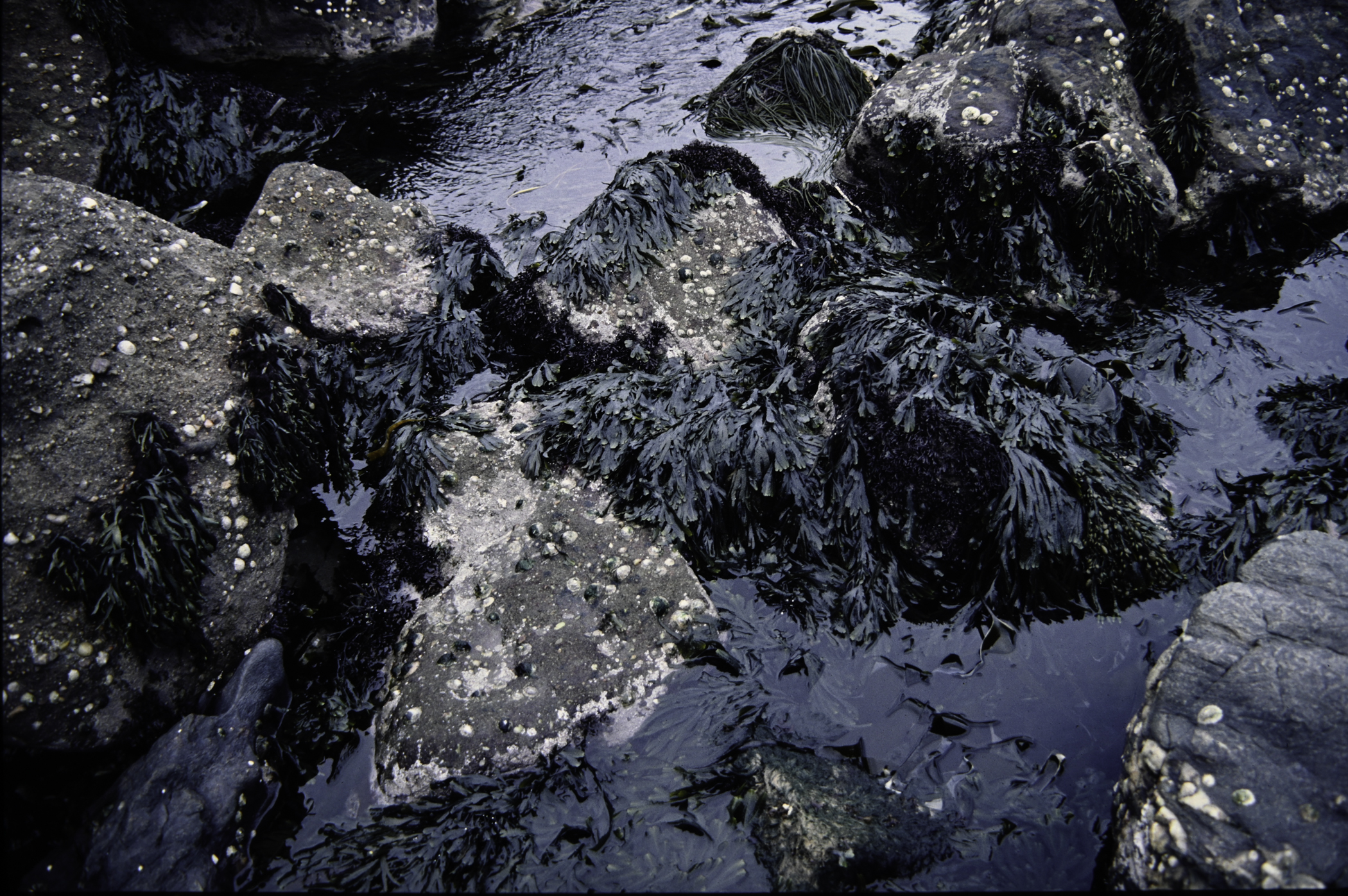 . Site: Murlough Bay, NE Coast. 