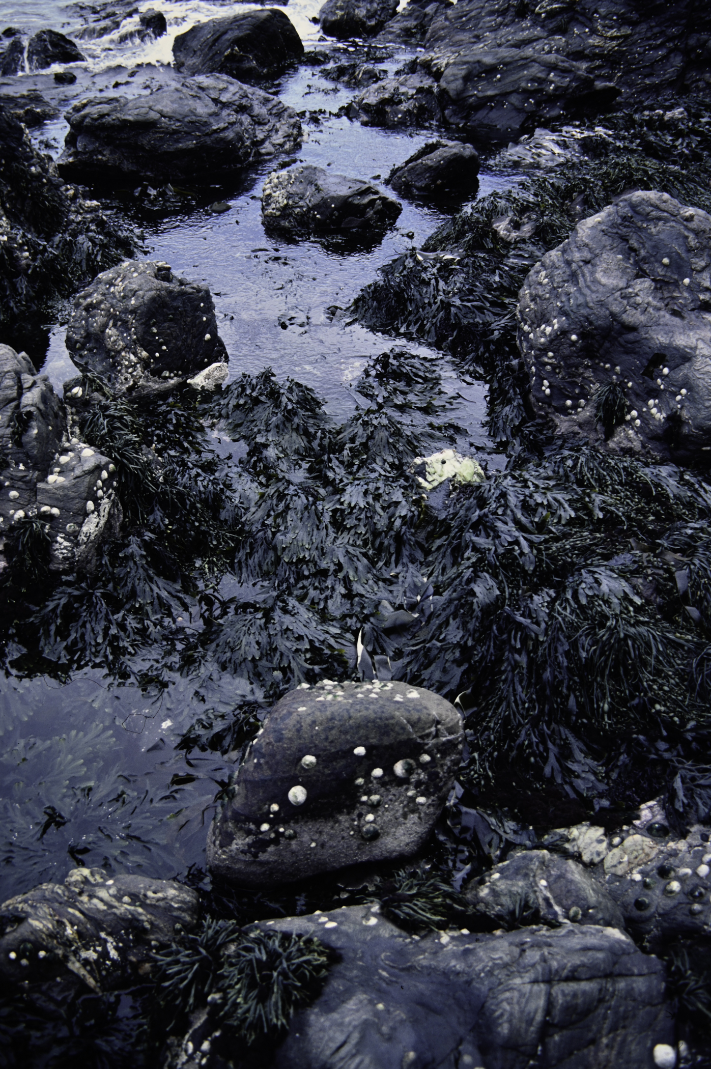 . Site: Murlough Bay, NE Coast. 