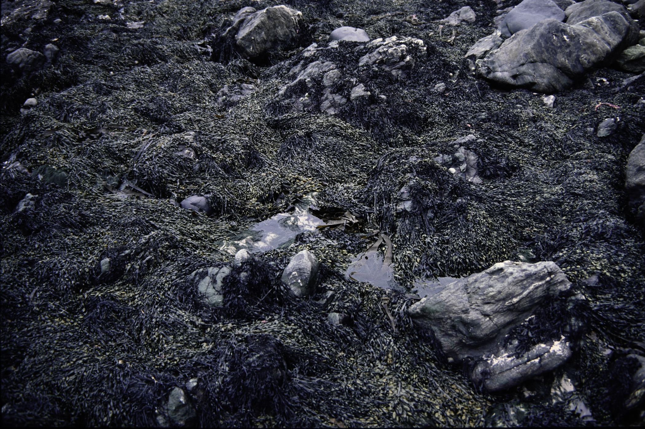 . Site: Murlough Bay, NE Coast. 