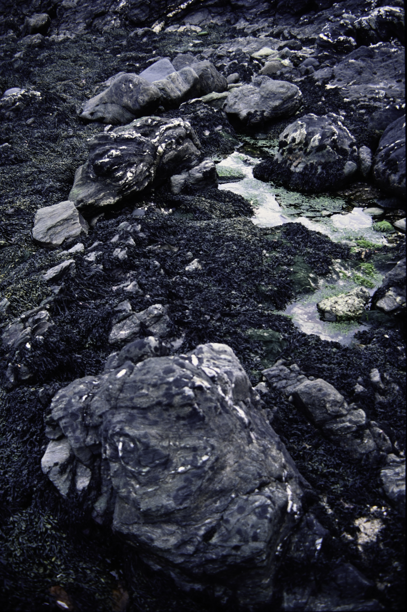 . Site: Murlough Bay, NE Coast. 