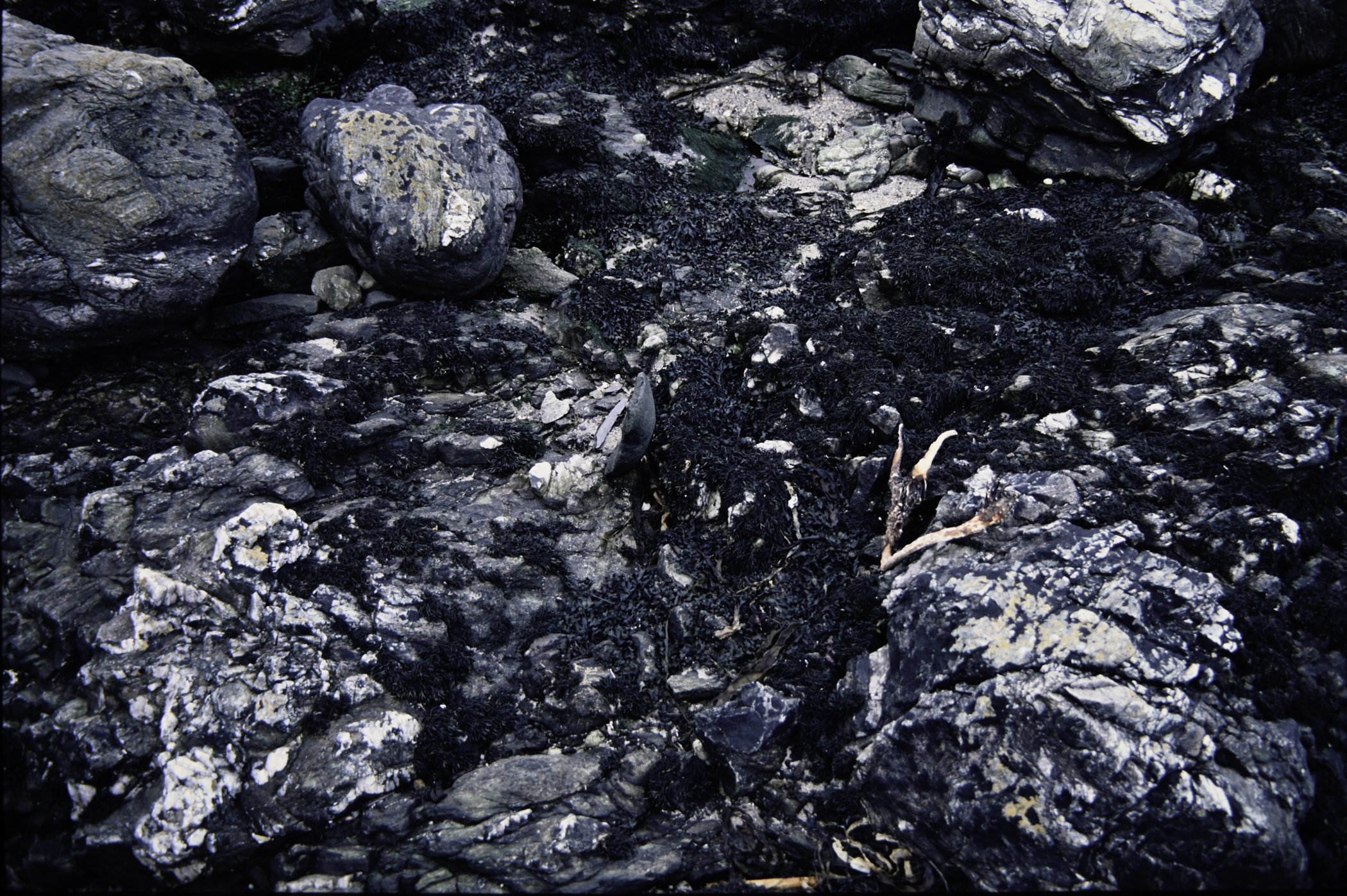 . Site: Murlough Bay, NE Coast. 