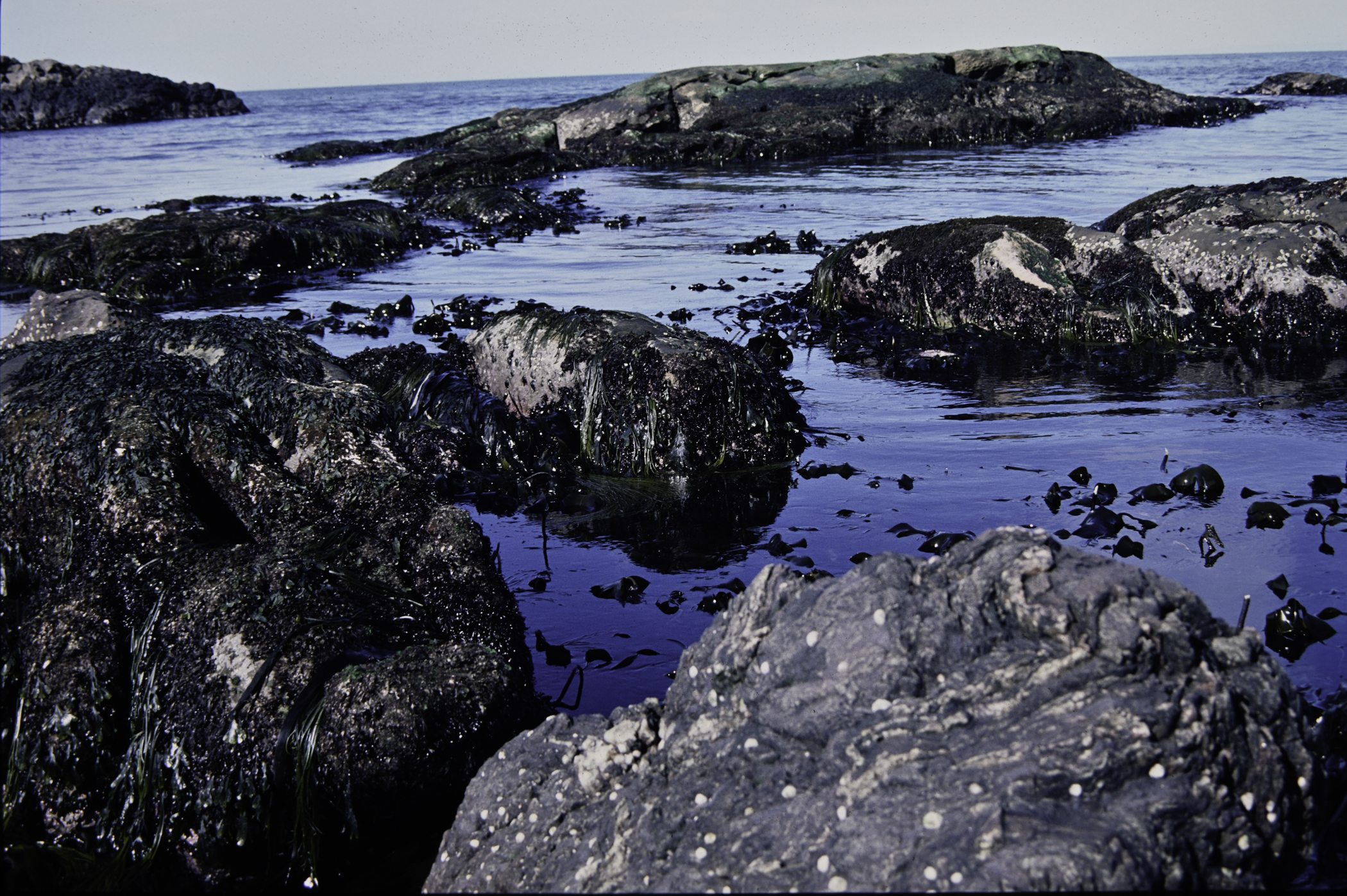 . Site: Murlough Bay, NE Coast. 