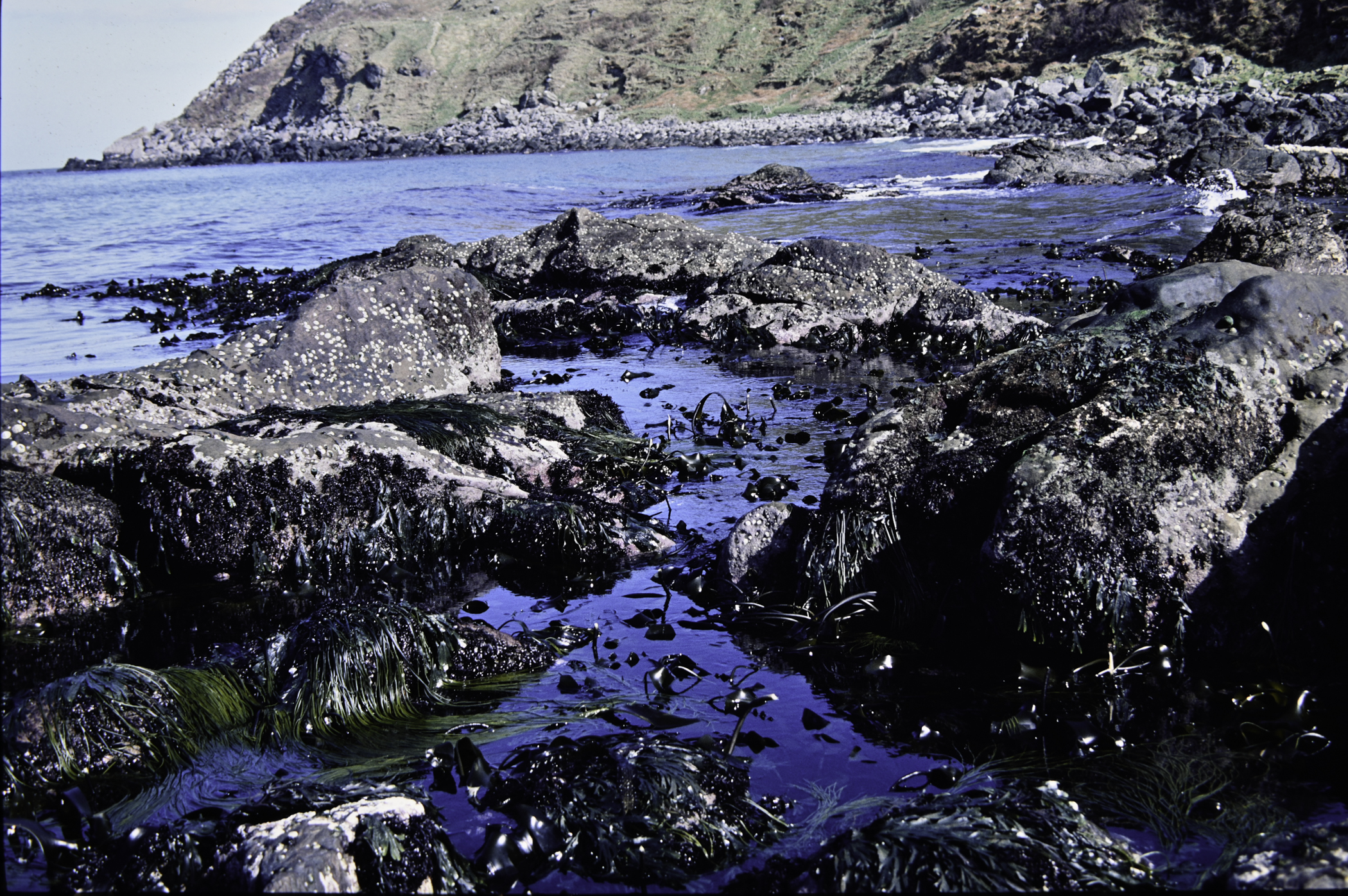 . Site: Murlough Bay, NE Coast. 