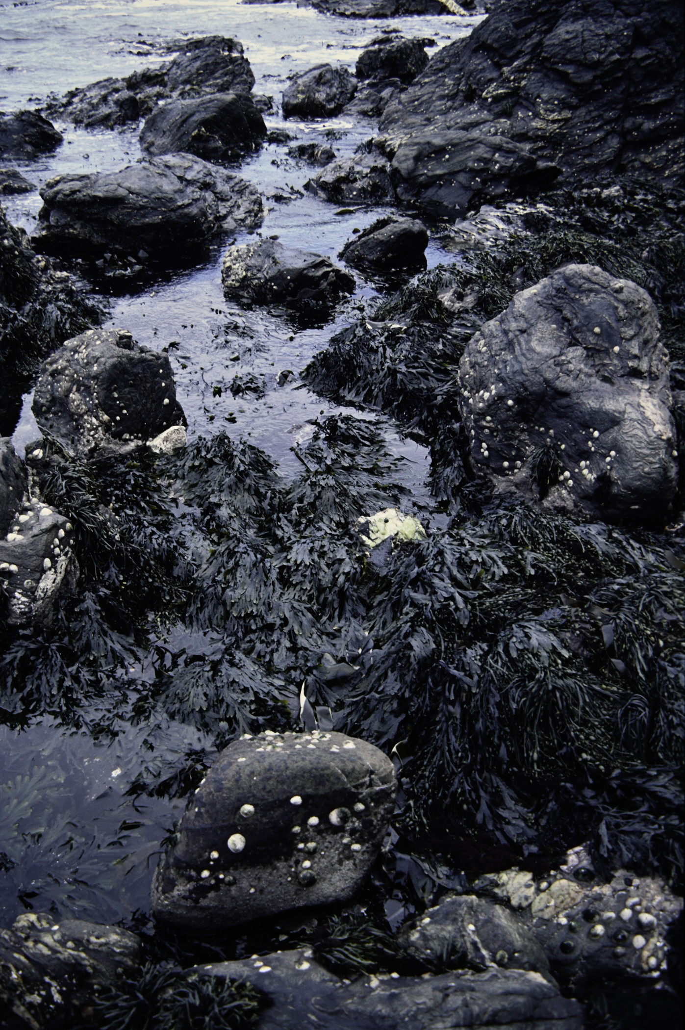 . Site: Murlough Bay, NE Coast. 