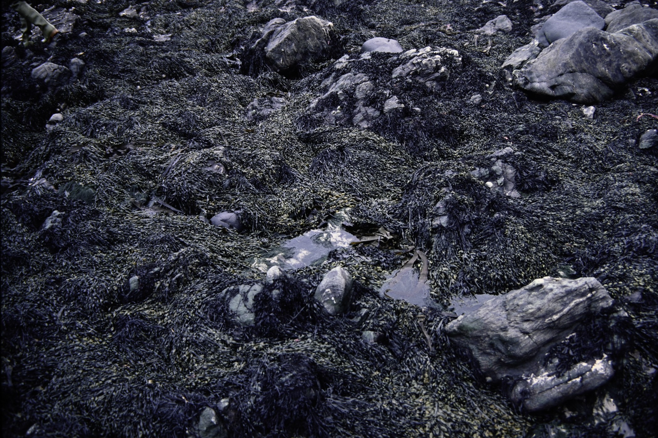 . Site: Murlough Bay, NE Coast. 