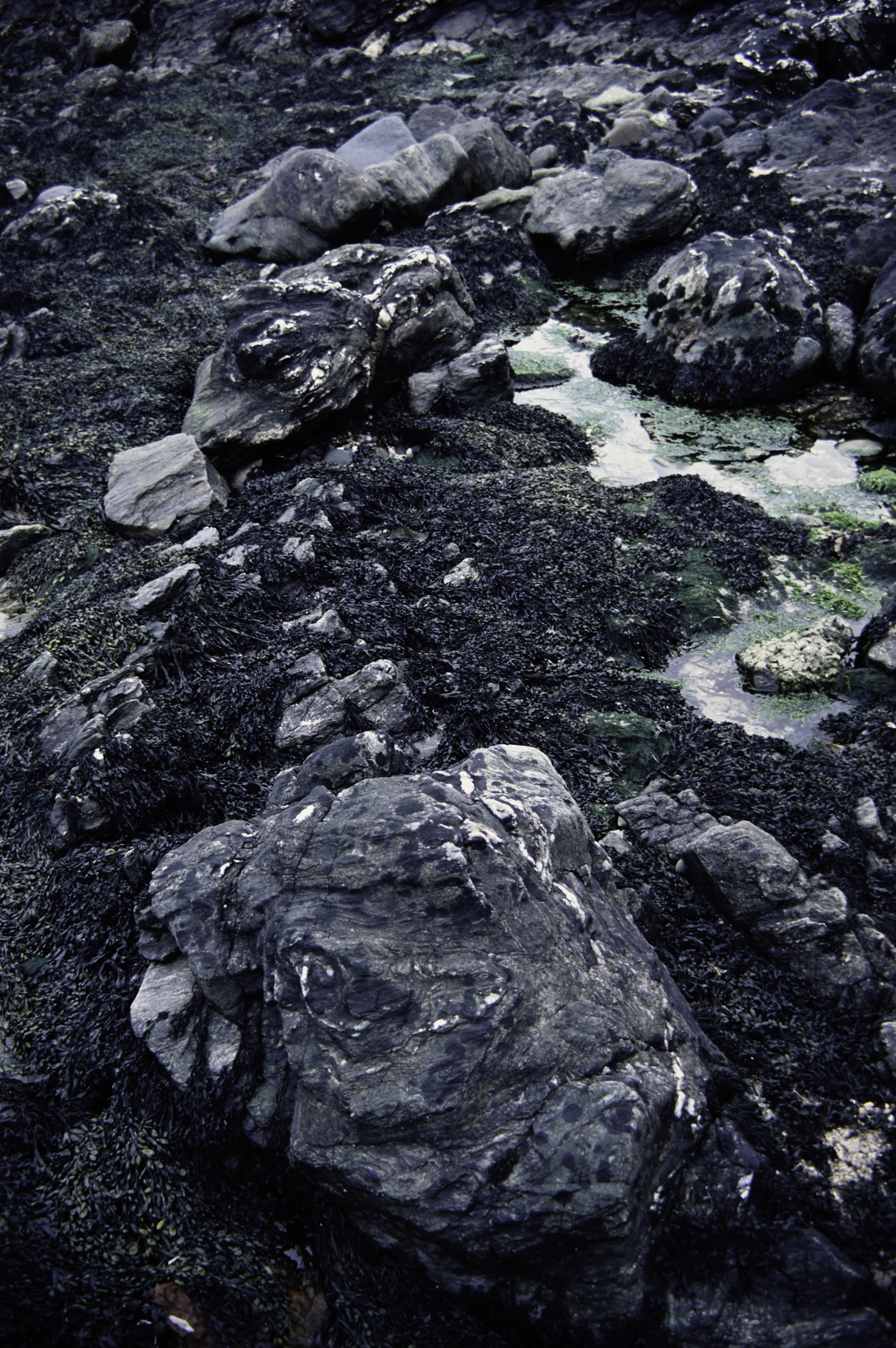 . Site: Murlough Bay, NE Coast. 