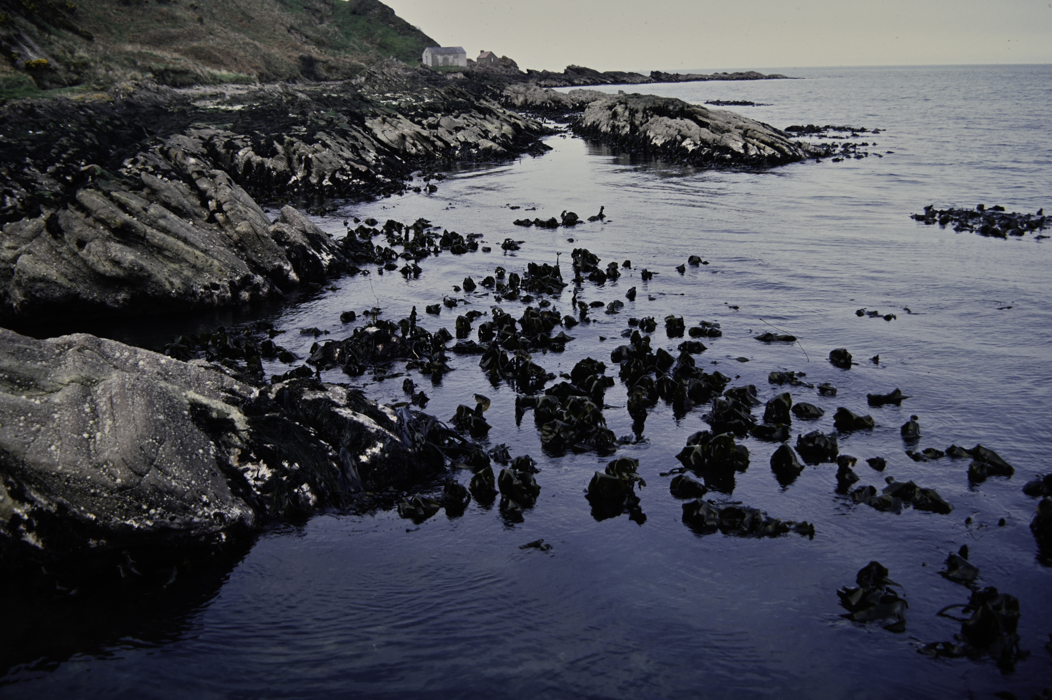 . Site: Port Vinegar, NE Coast. 