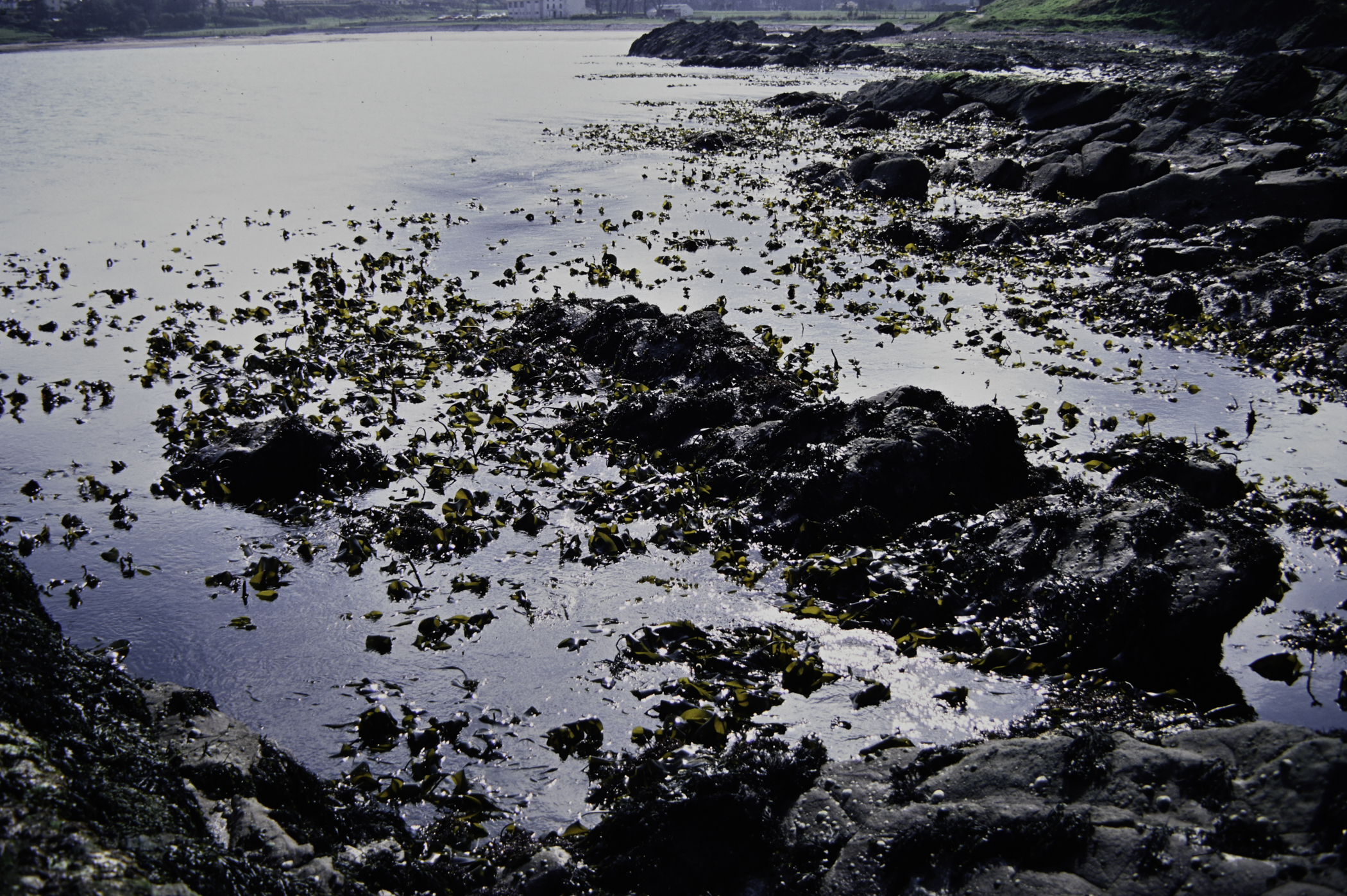 . Site: Port Vinegar, NE Coast. 