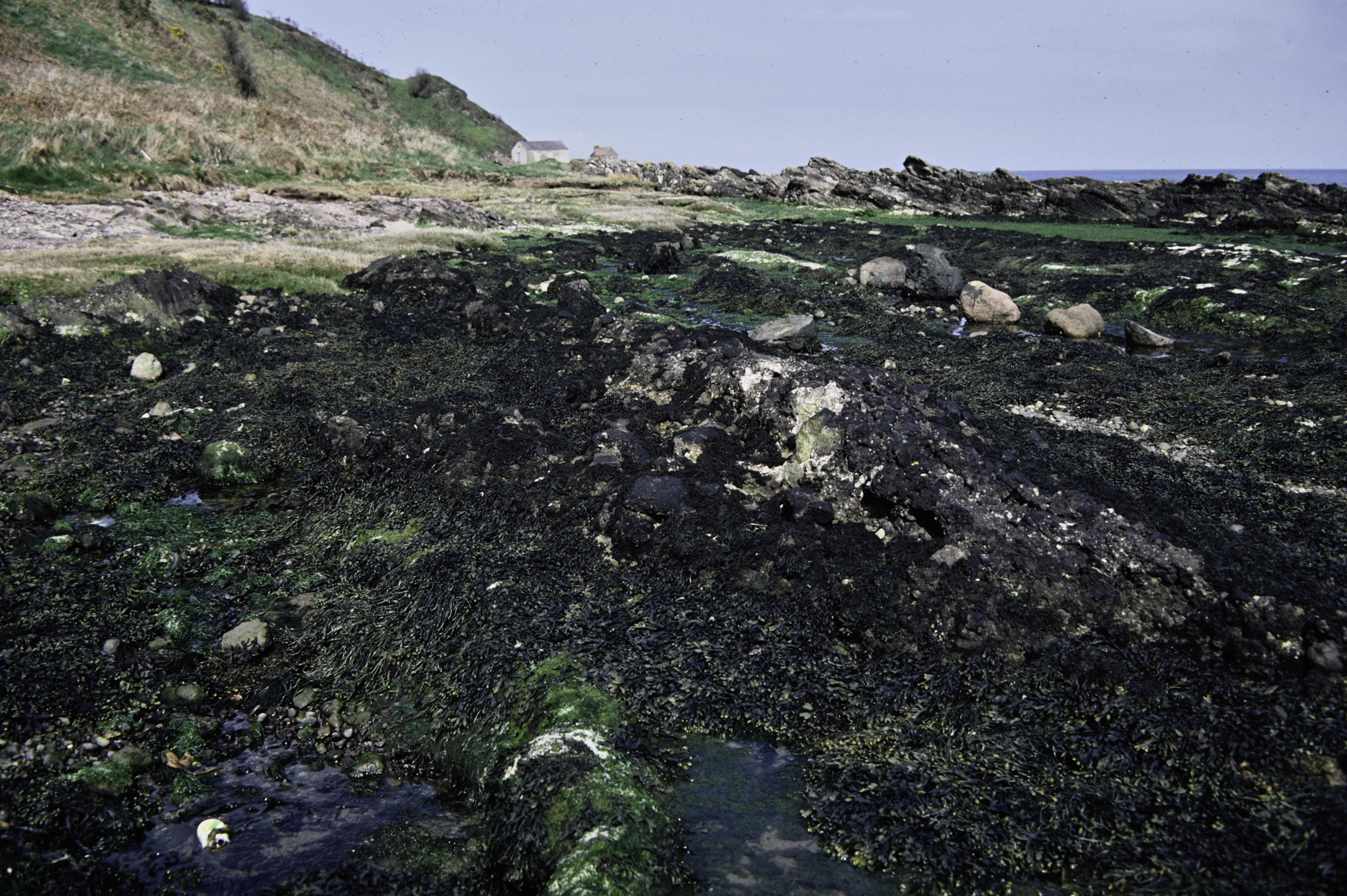 . Site: Port Vinegar, NE Coast. 