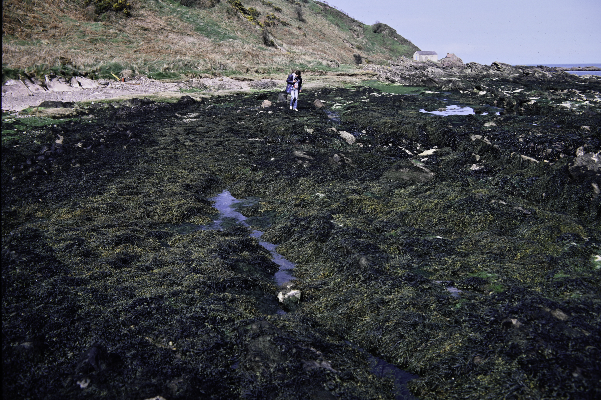 . Site: Port Vinegar, NE Coast. 