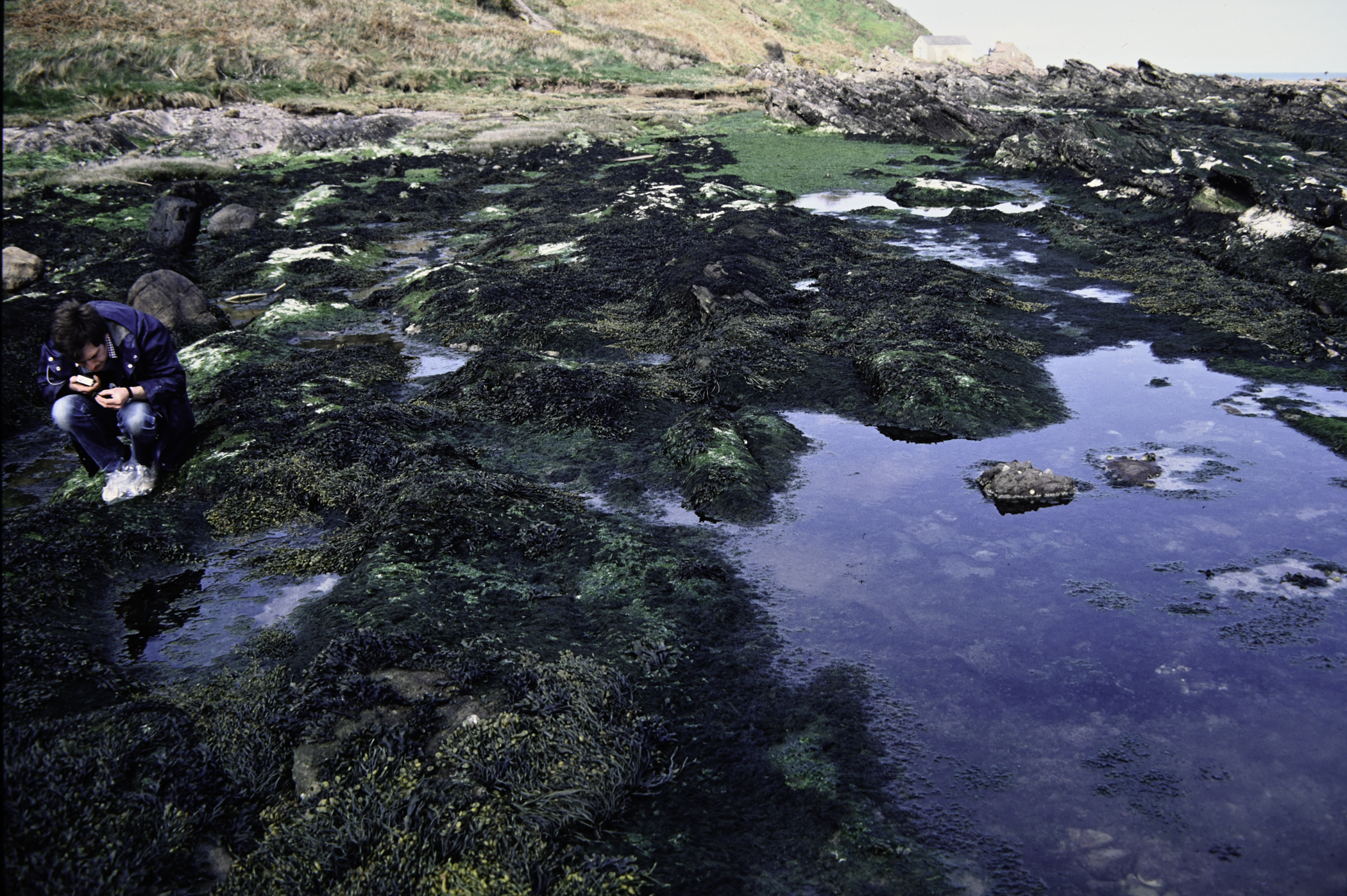 . Site: Port Vinegar, NE Coast. 