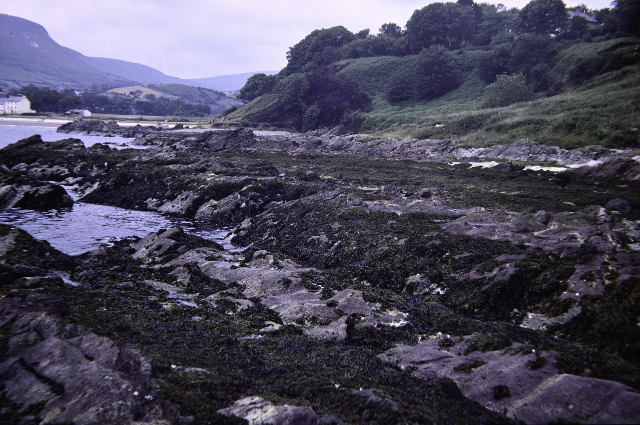 . Site: Port Vinegar, NE Coast. 