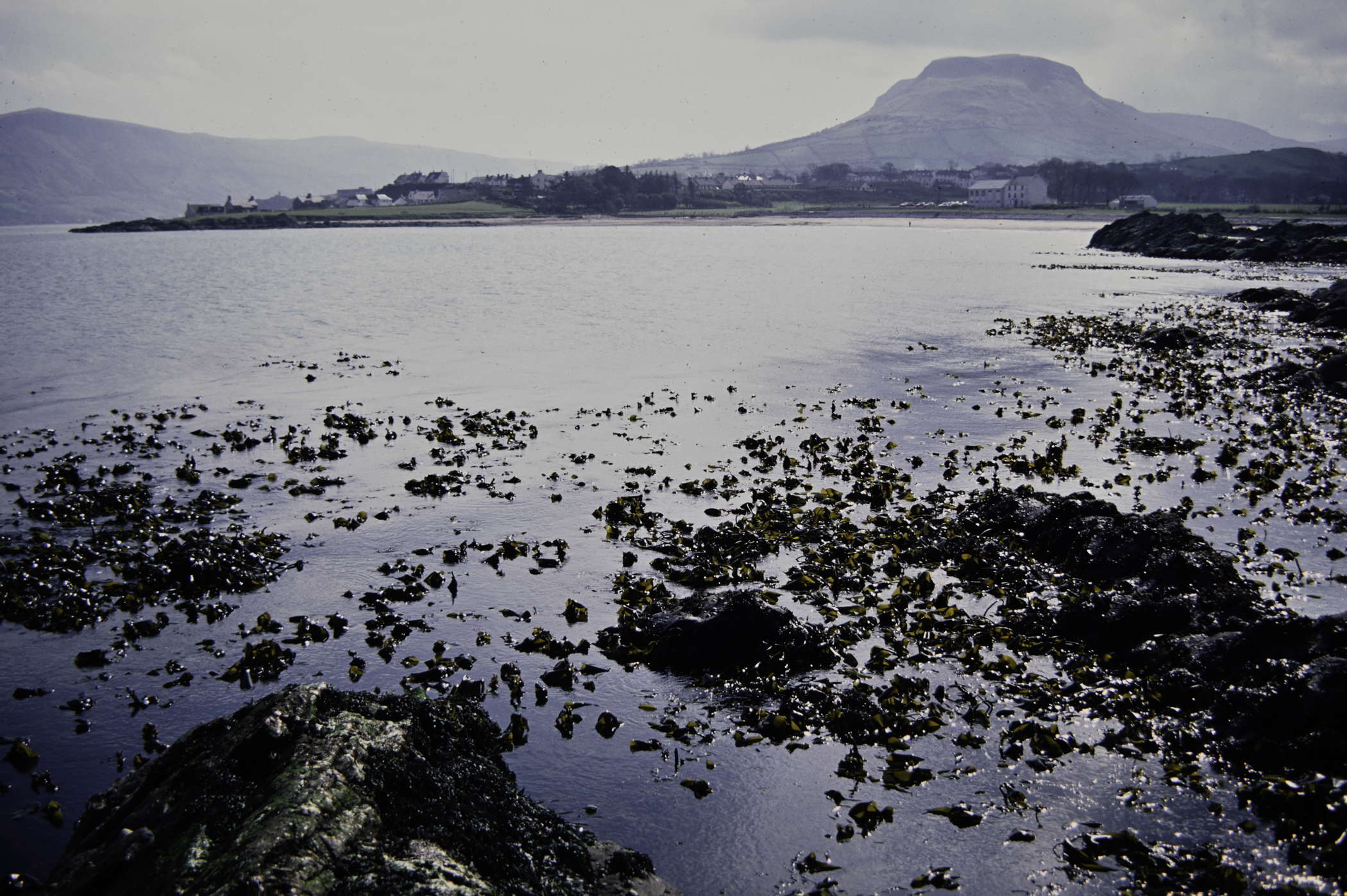 . Site: Port Vinegar, NE Coast. 