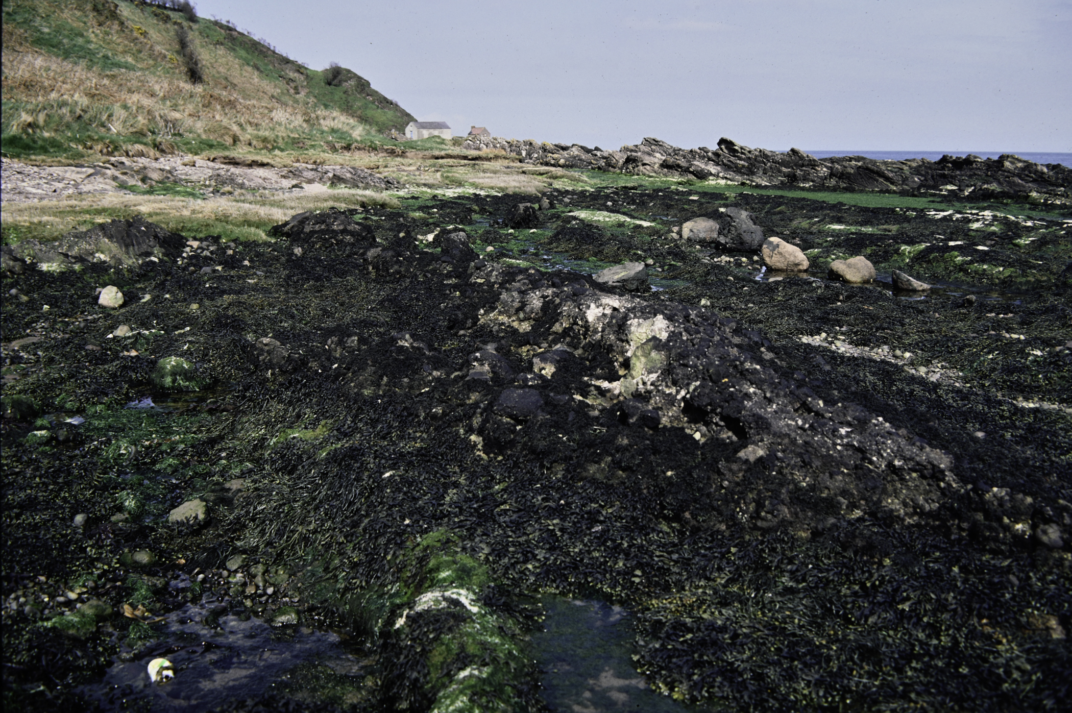 . Site: Port Vinegar, NE Coast. 