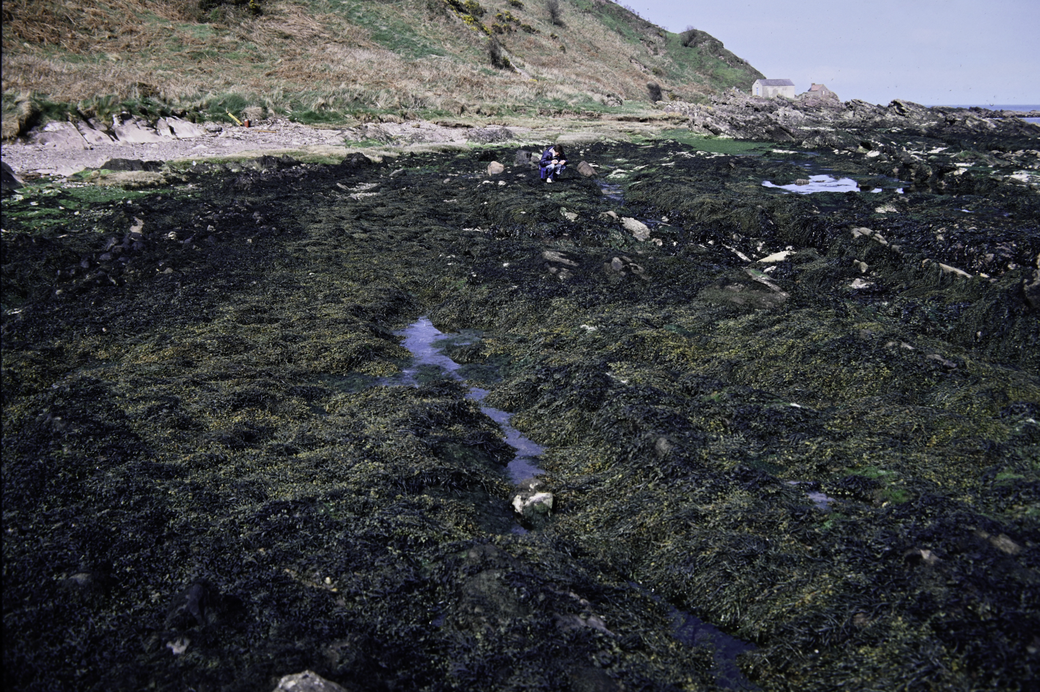 . Site: Port Vinegar, NE Coast. 