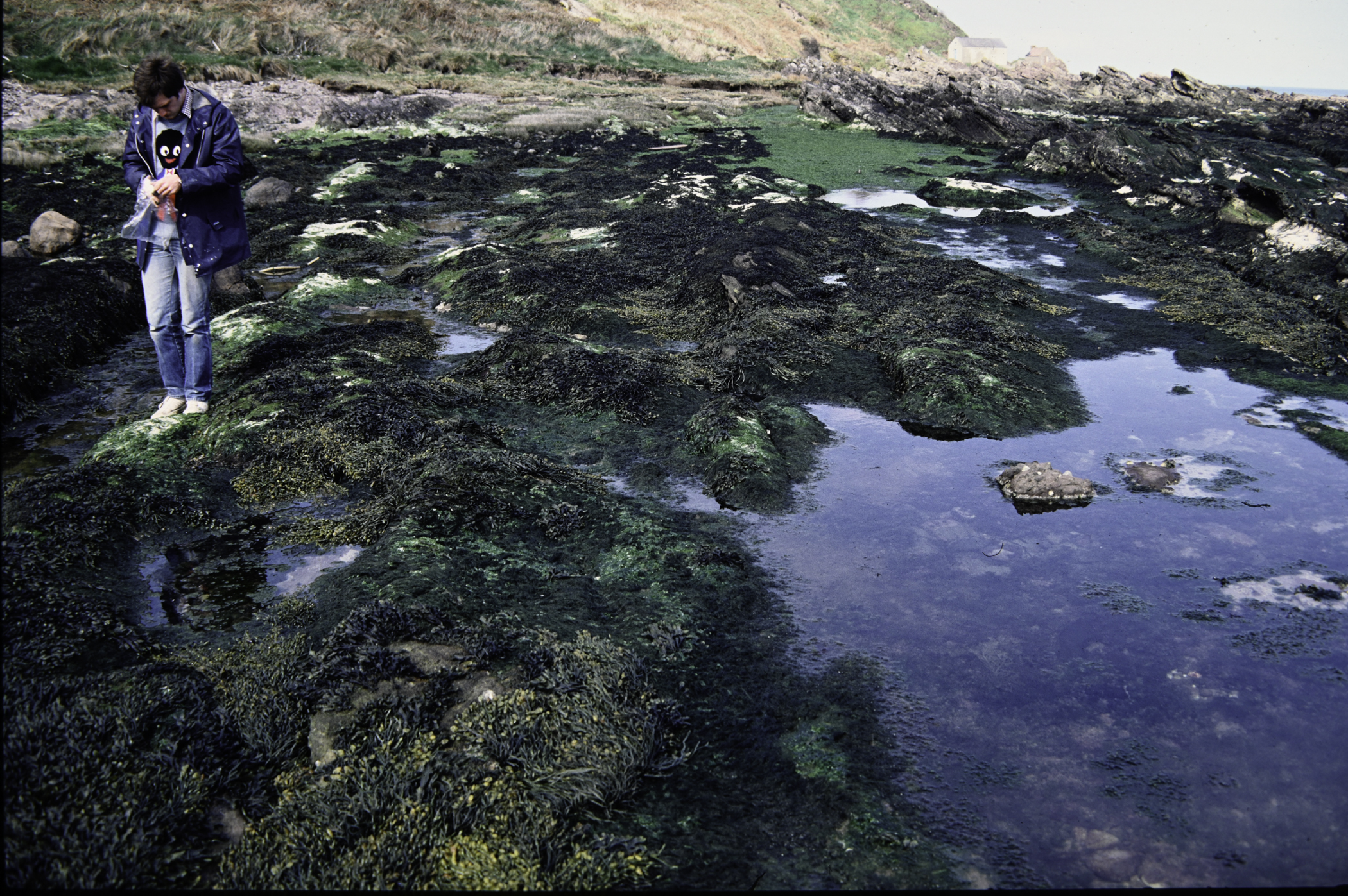 . Site: Port Vinegar, NE Coast. 