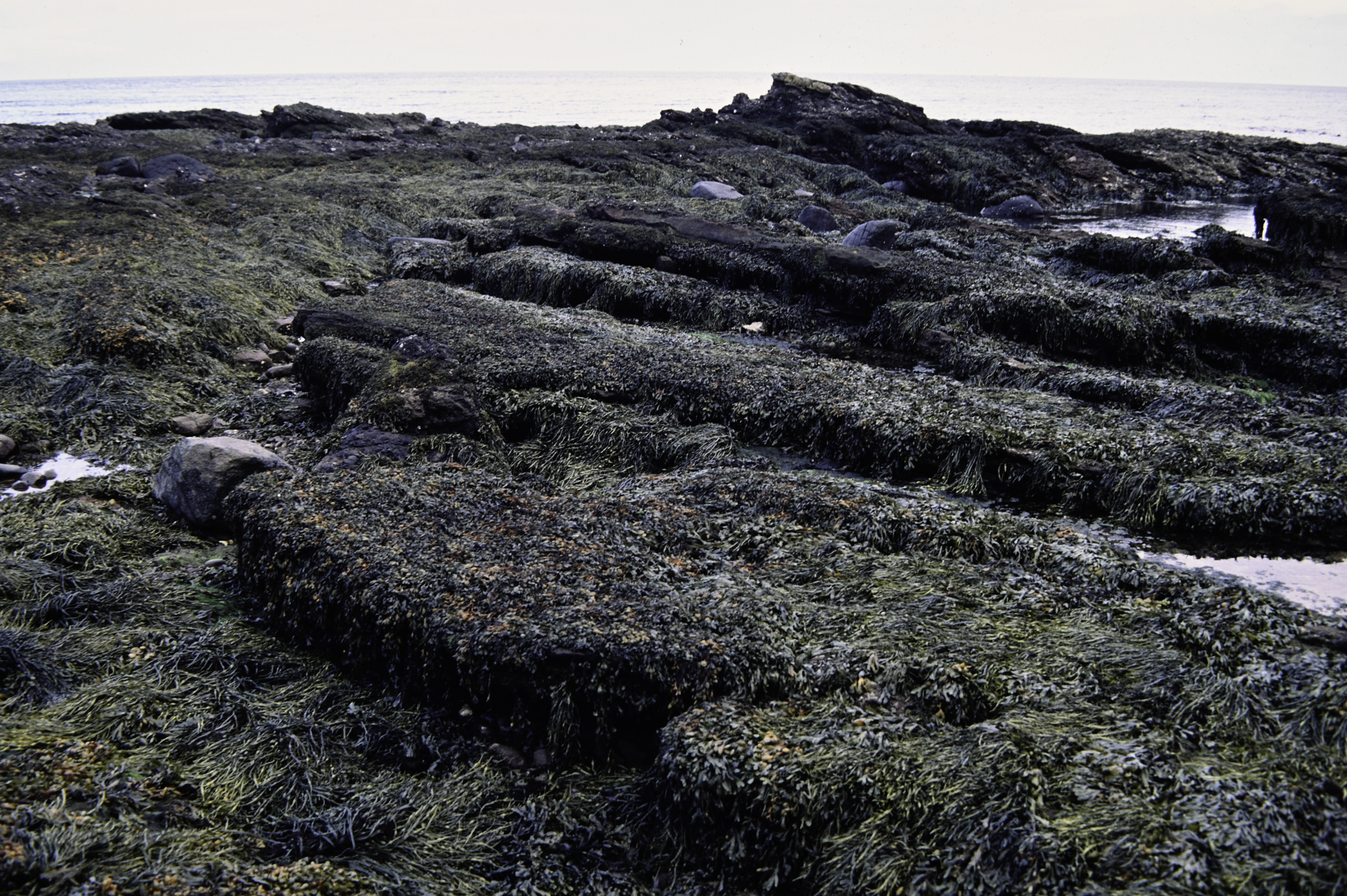 . Site: Red Arch, NE Coast. 