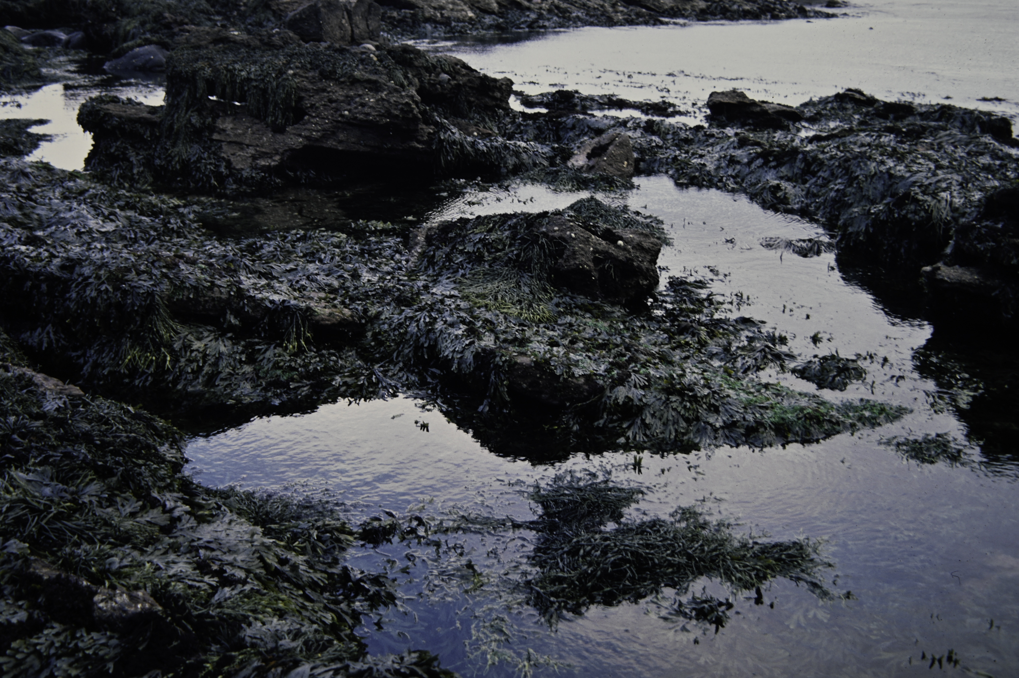 . Site: Red Arch, NE Coast. 