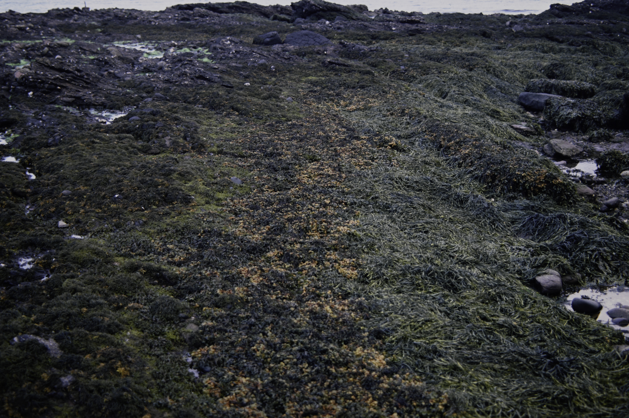 . Site: Red Arch, NE Coast. 