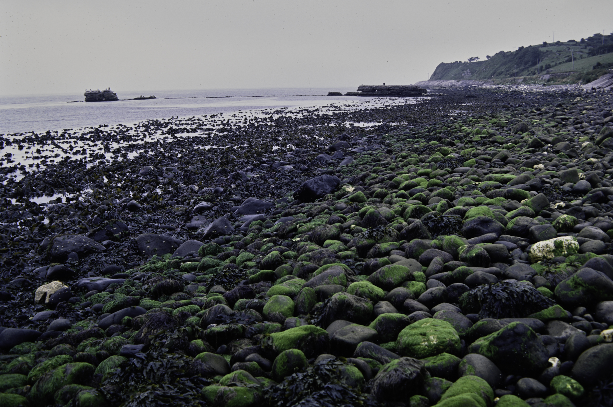 . Site: Old Pier, NE Coast. 