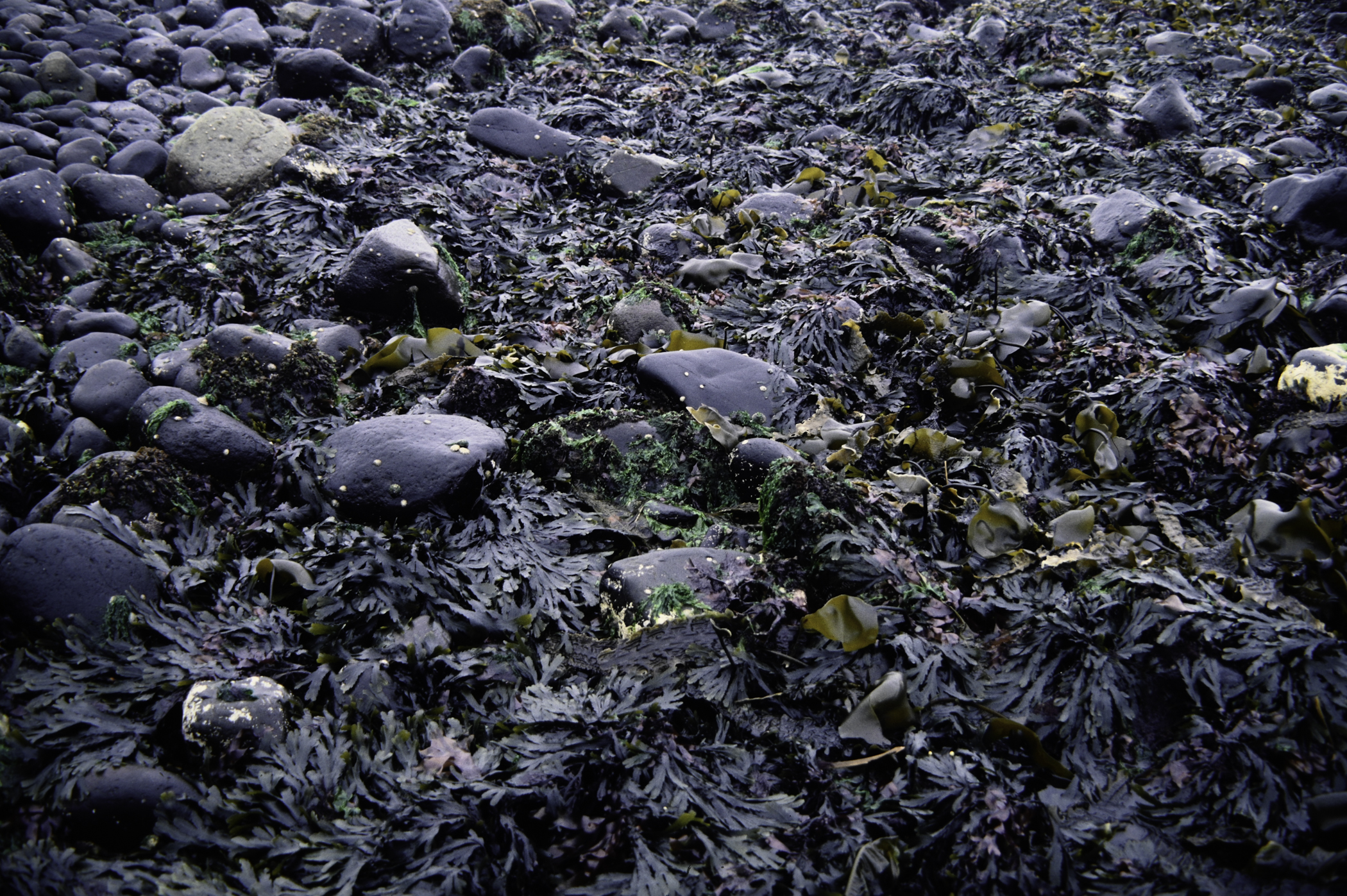 . Site: Old Pier, NE Coast. 