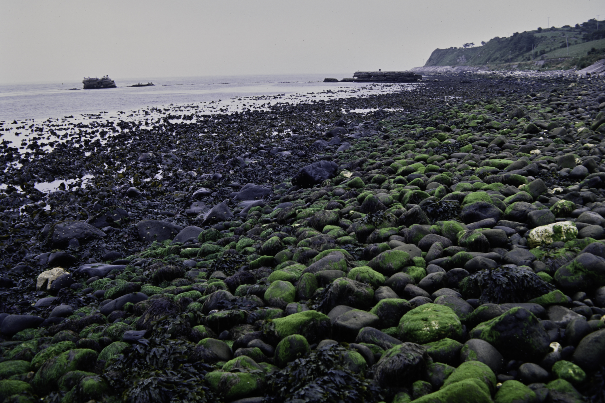 . Site: Old Pier, NE Coast. 