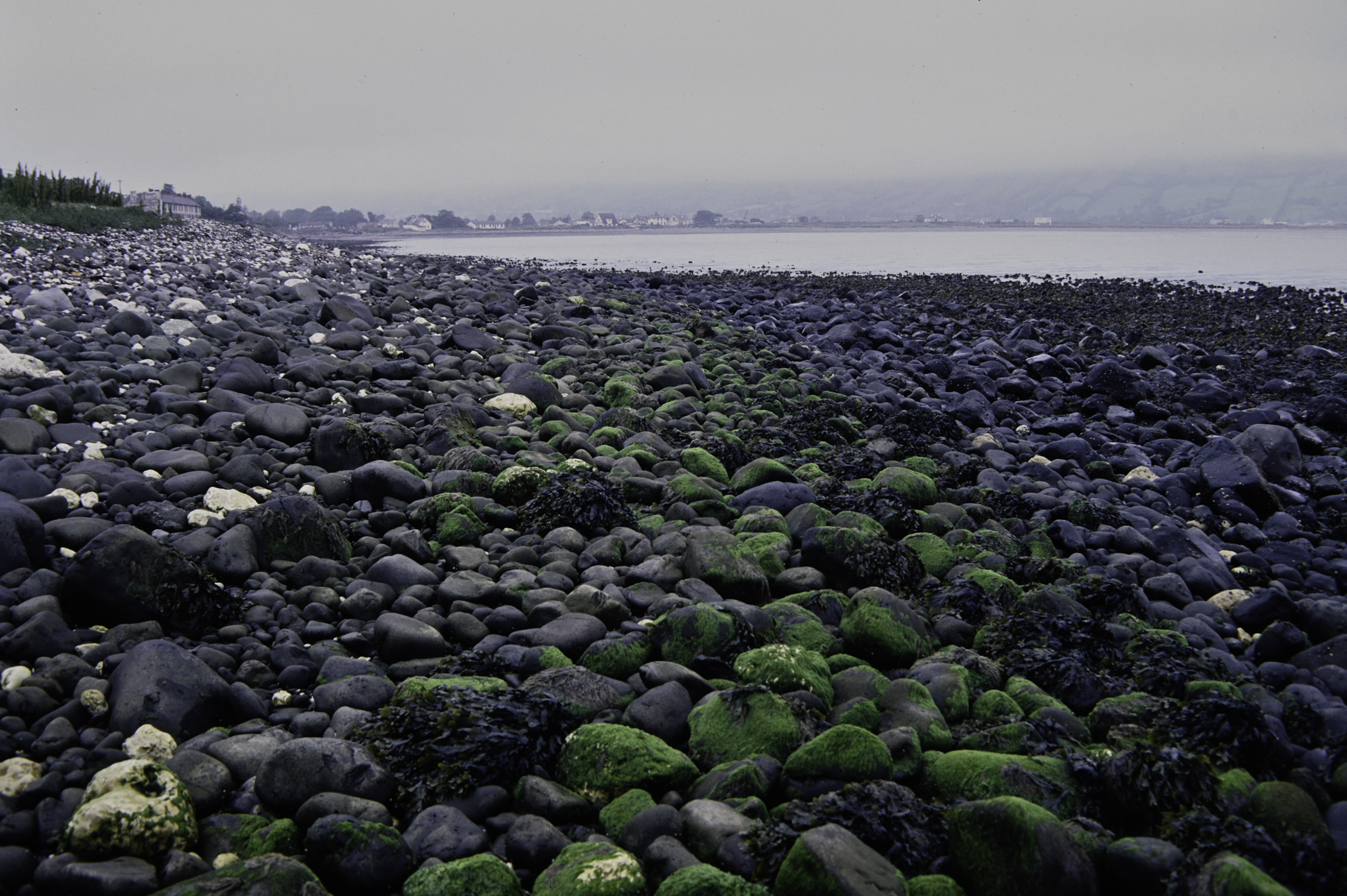 . Site: Old Pier, NE Coast. 